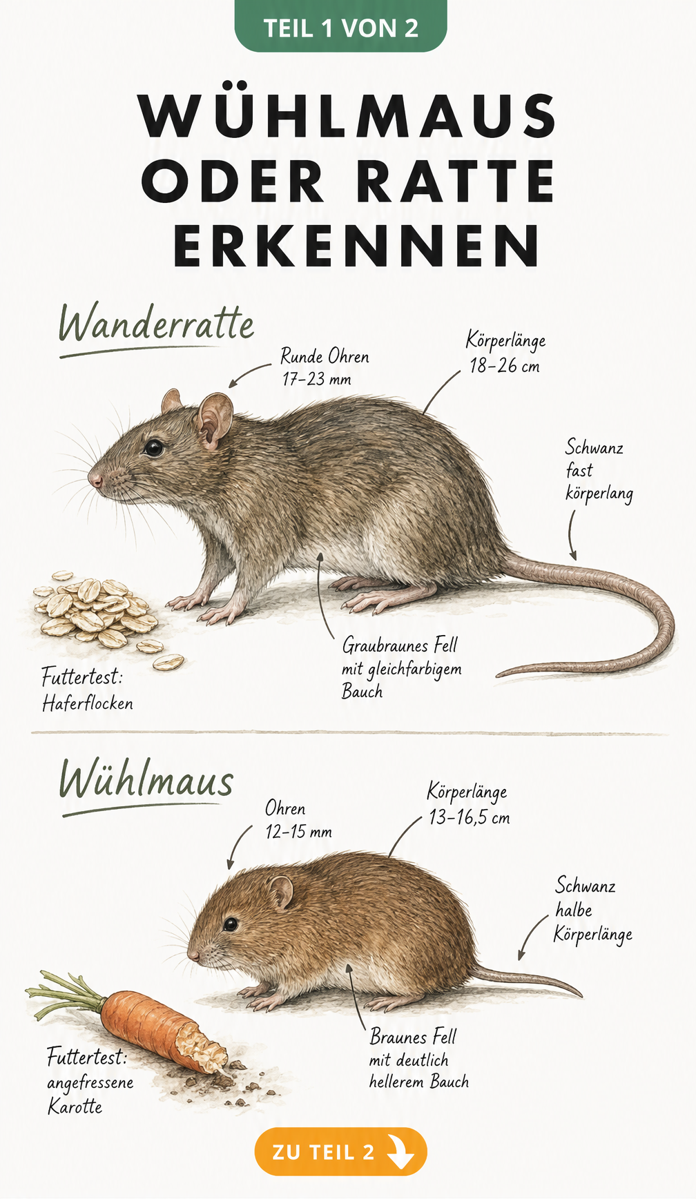 Illustration von Wanderratte und Wühlmaus mit Maßangaben zu Körperlänge, Schwanz und Ohren sowie Futtervorlieben