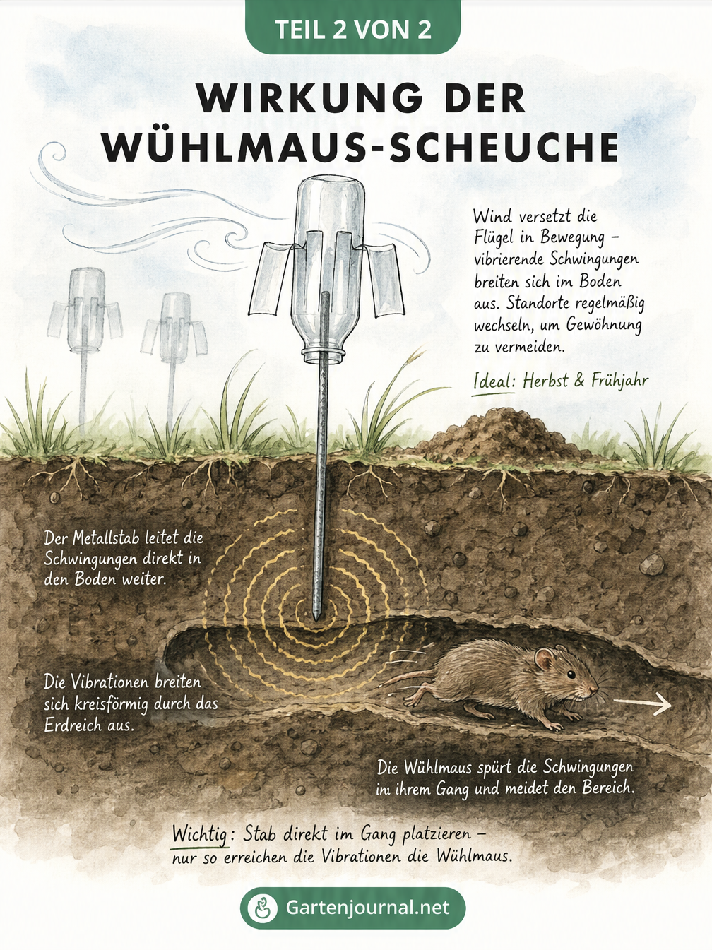 Querschnitt durch ein Gartenbeet, der zeigt, wie die Vibrationen der Flaschen-Scheuche über den Metallstab in den Wühlmausgang geleitet werden