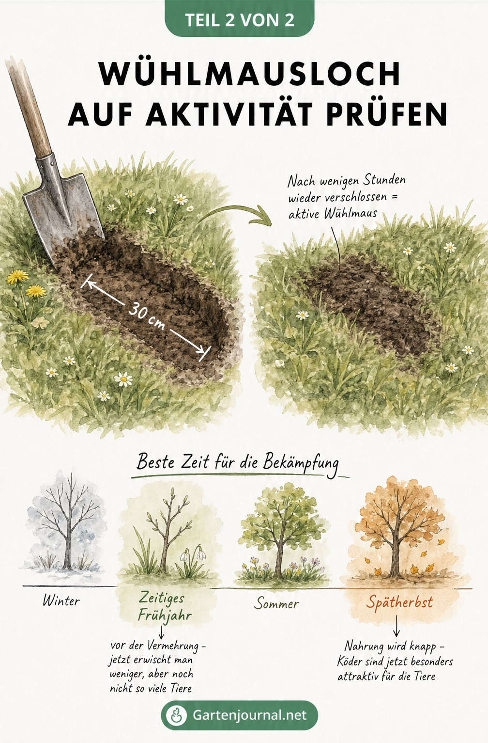 Illustration einer Verwühlprobe im Garten: Ein freigelegter Wühlmausgang wird nach wenigen Stunden wieder mit Erde verschlossen.