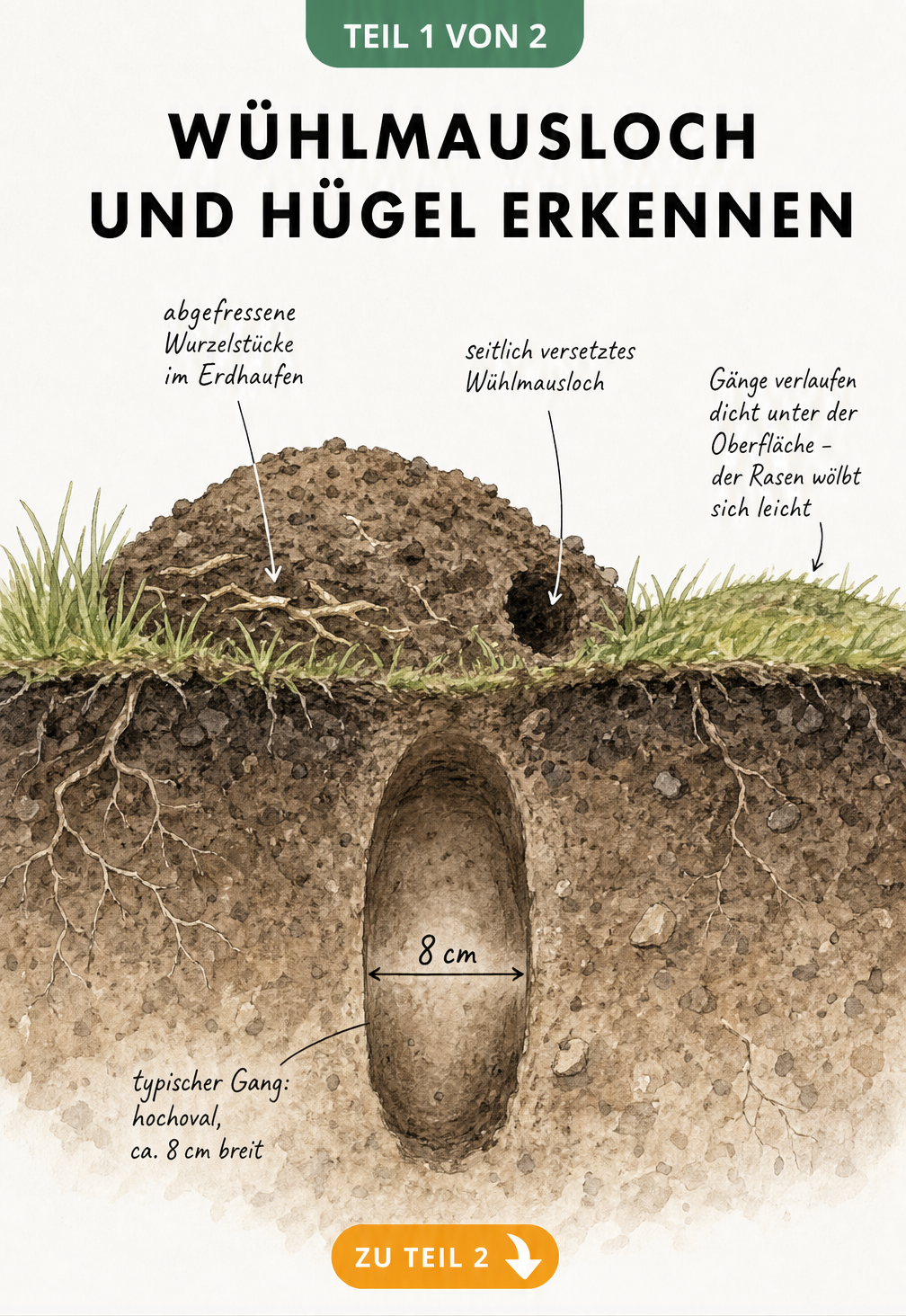 Querschnitt eines Wühlmauslochs mit flachem Erdhaufen, seitlicher Öffnung und hochovalem Gang dicht unter der Grasnarbe.