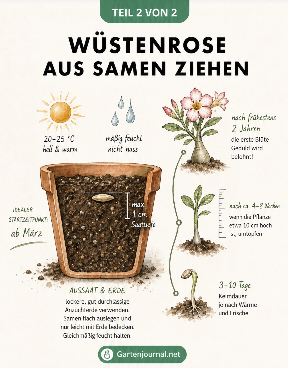 Querschnitt eines Anzuchttopfes mit Wüstenrose-Samen, Temperaturangaben und Entwicklungsstufen vom Keimling bis zur blühenden Pflanze