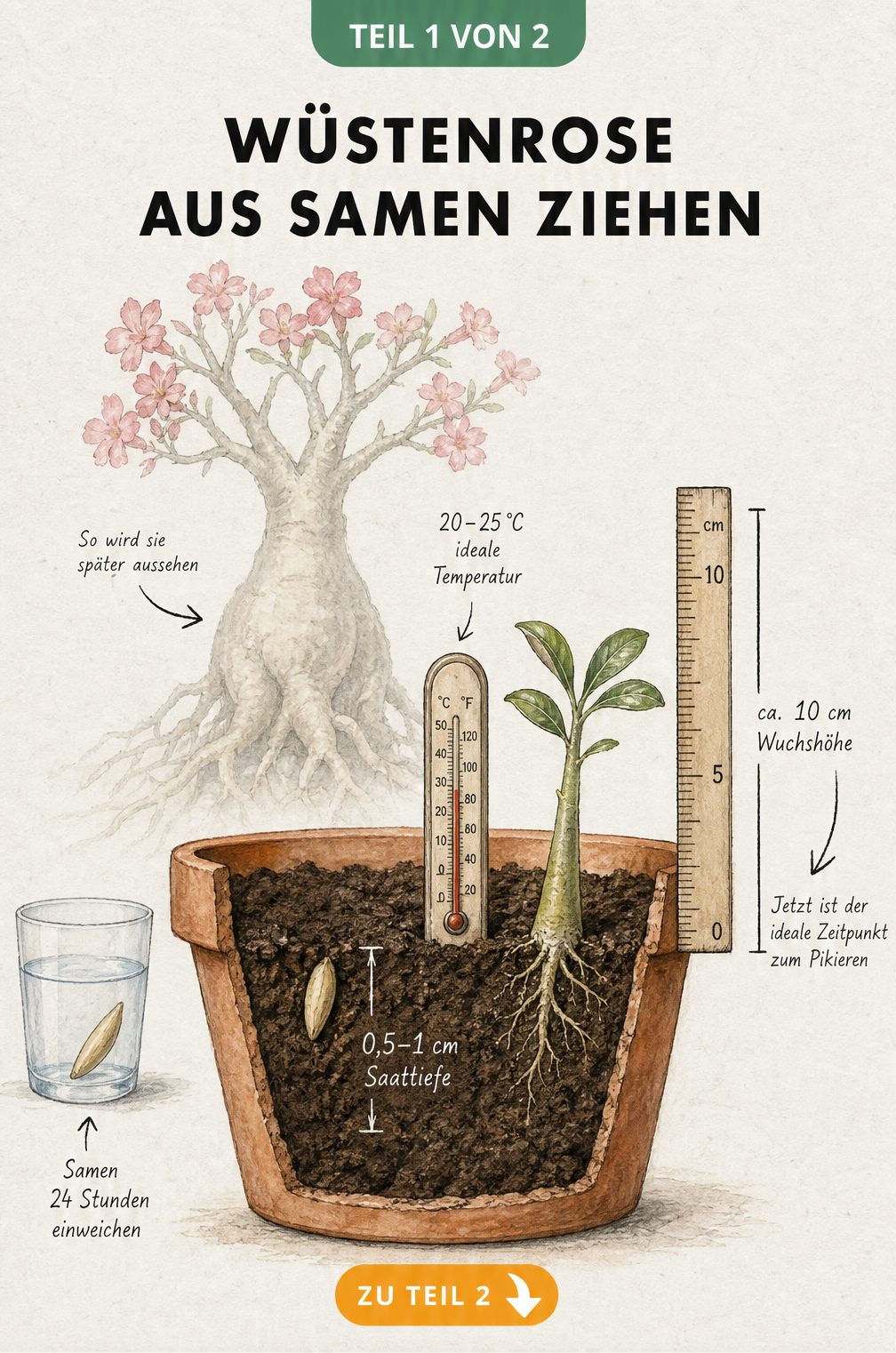 Botanische Querschnitts-Studie zur Aussaat der Wüstenrose: Samen im Wasserglas, Saattiefe im Topf, Thermometer und Jungpflanze mit knollenartigem Stamm.
