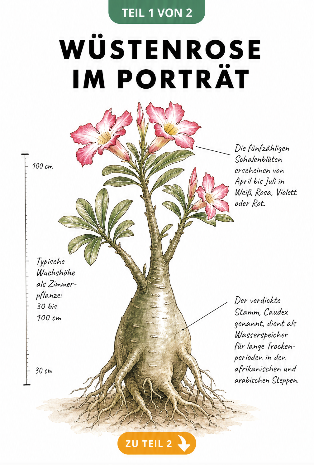Botanische Illustration der Wüstenrose mit Wurzelansatz, dickem Stamm, grünen Blättern und rosa Blüten