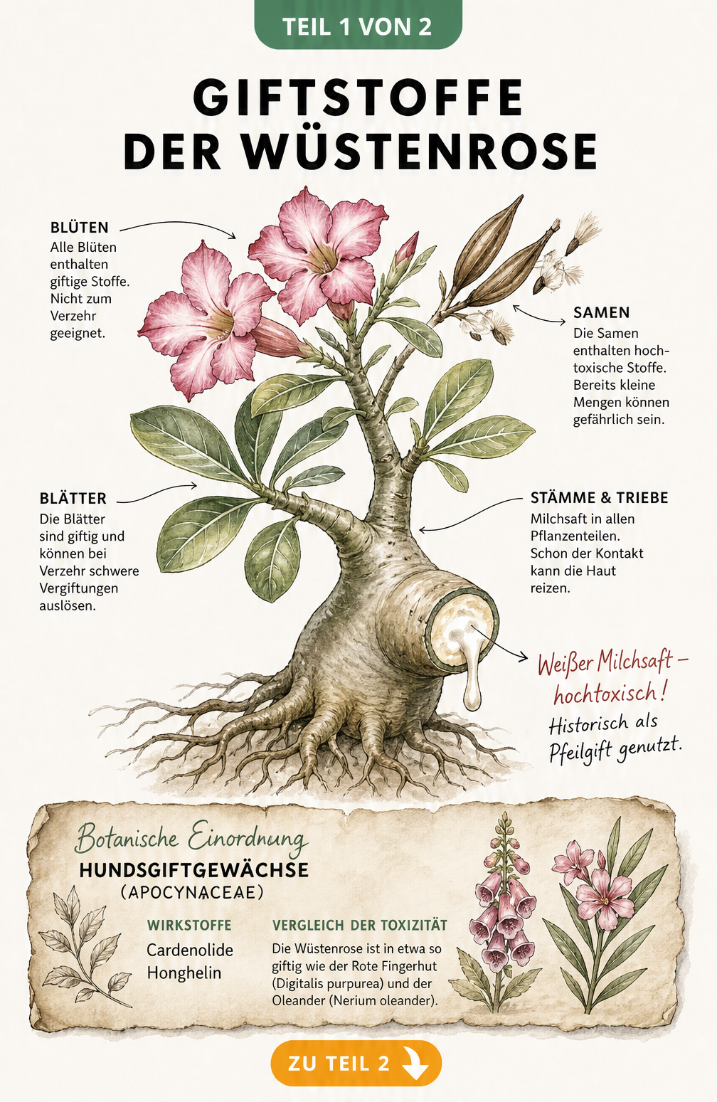 Botanische Illustration einer blühenden Wüstenrose mit Hinweisen auf giftige Pflanzenteile und den weißen Milchsaft