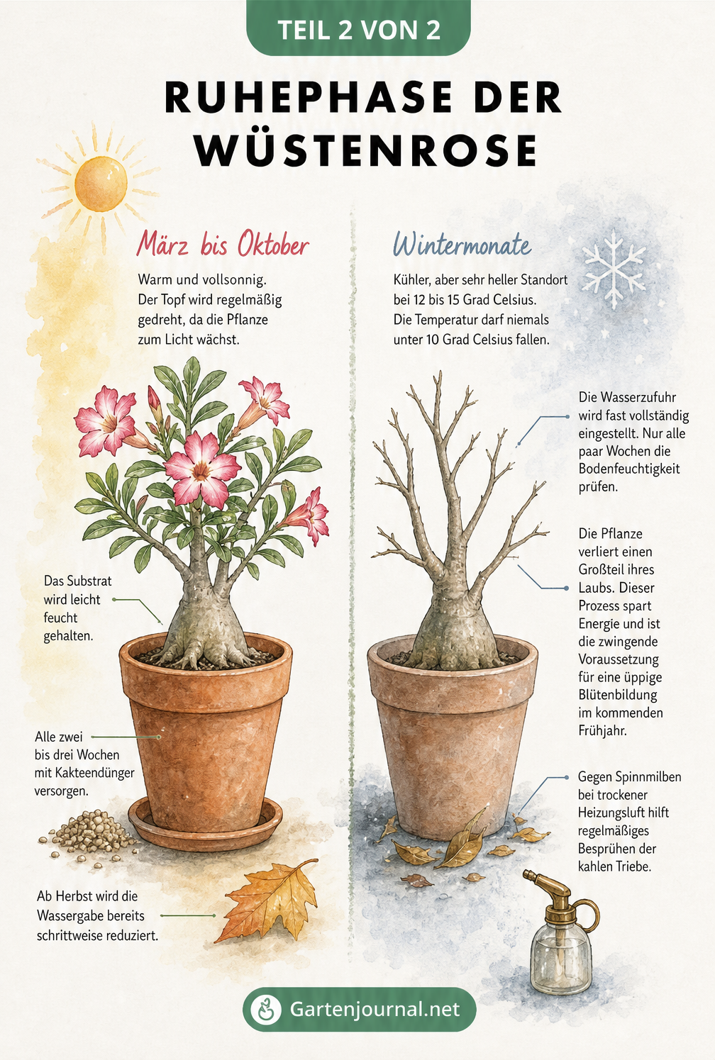 Gegenüberstellung der Wüstenrose im Sommer mit Blüten und Blättern und im Winter als kahle Pflanze in der Ruhephase.