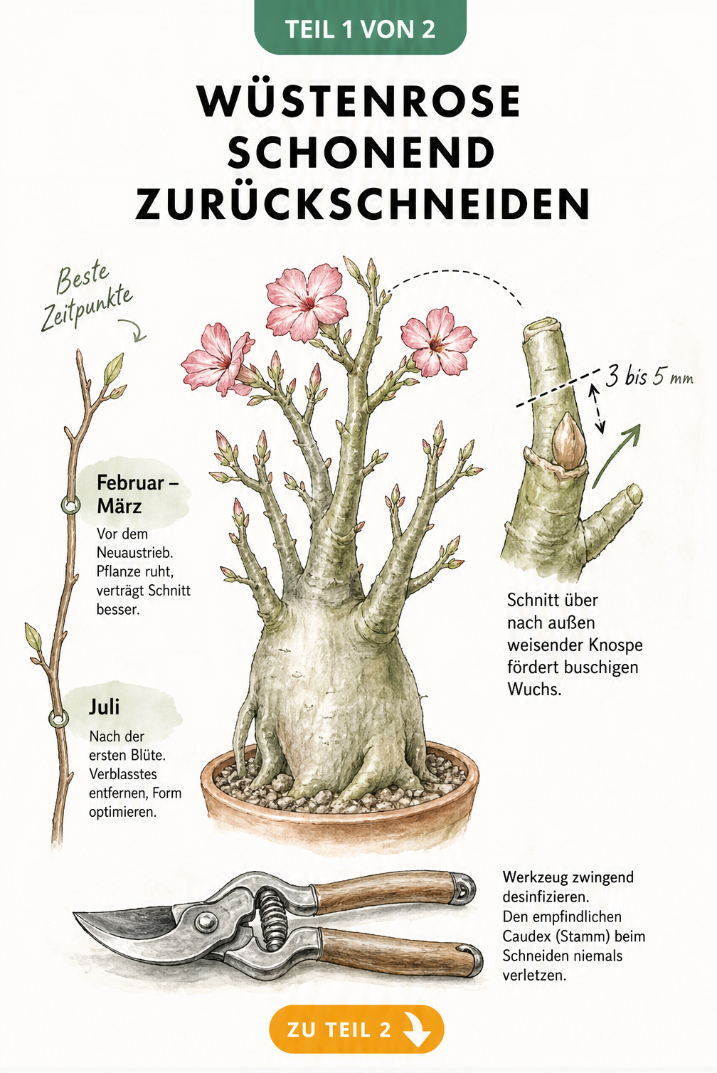 Illustration einer Wüstenrose mit Zeitleiste für den Rückschnitt im Frühjahr und Sommer sowie Detailansicht des Schnitts über einer Knospe