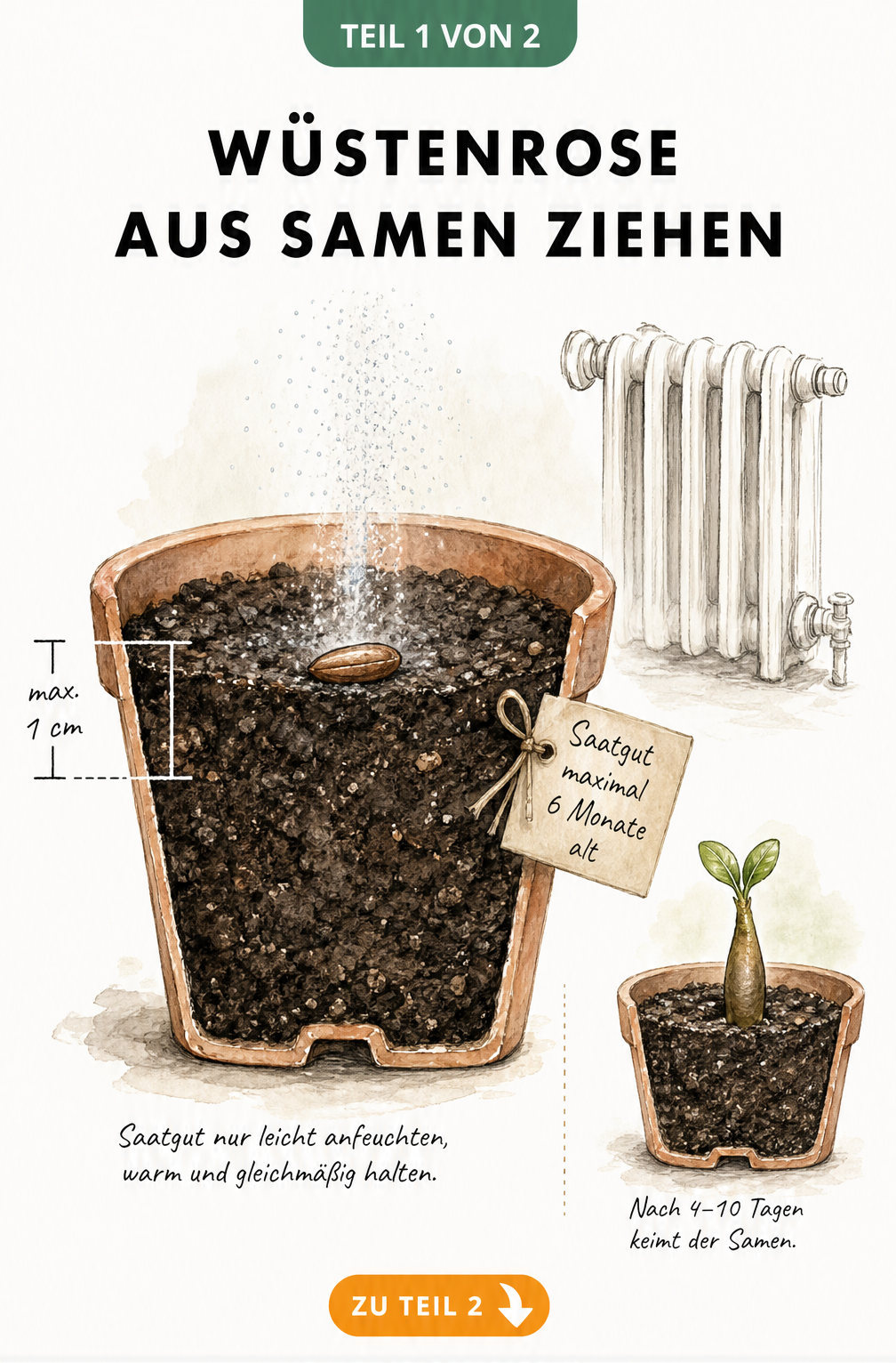 Querschnitt eines Anzuchttopfs mit Wüstenrosen-Samen, Saattiefe und Keimling nach wenigen Tagen