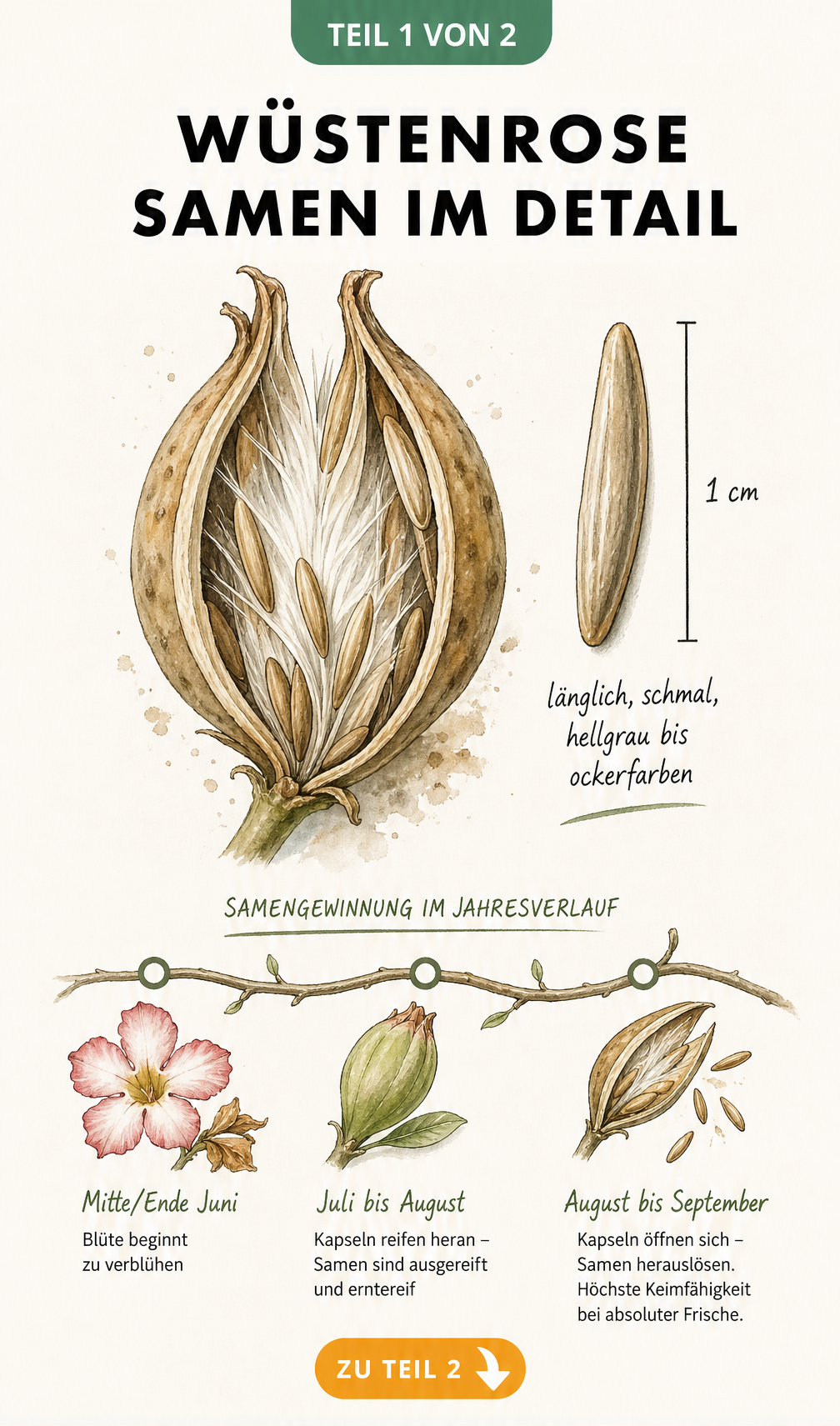 Botanische Illustration einer Wüstenrose-Samenkapsel und eines einzelnen Samens mit Maßangabe und Zeitstrahl zur Samengewinnung