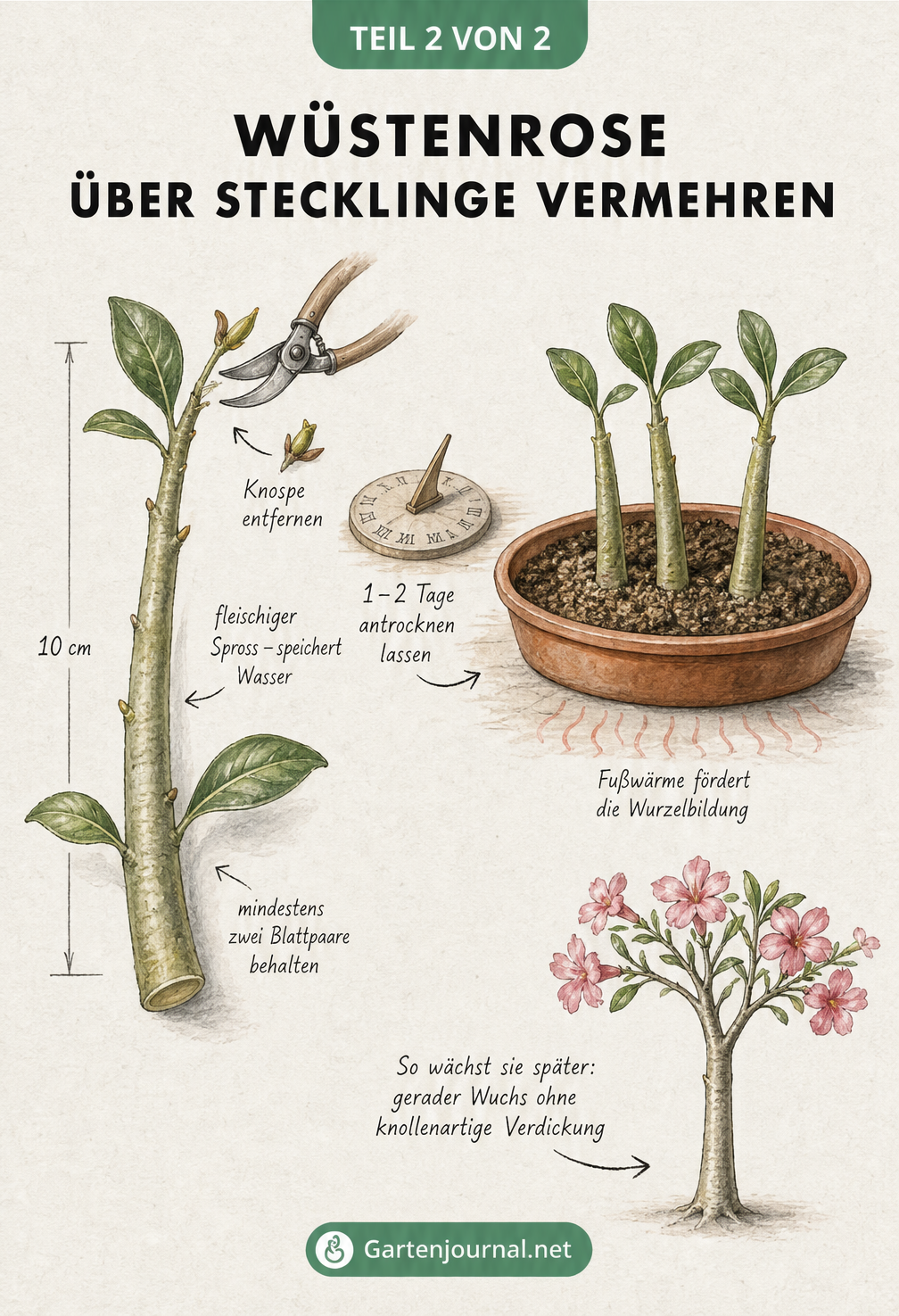 Illustration zur Stecklingsvermehrung der Wüstenrose: 10 cm langer Kopfsteckling, Antrocknen der Schnittstelle und Einpflanzen in Anzuchterde mit Fußwärme.