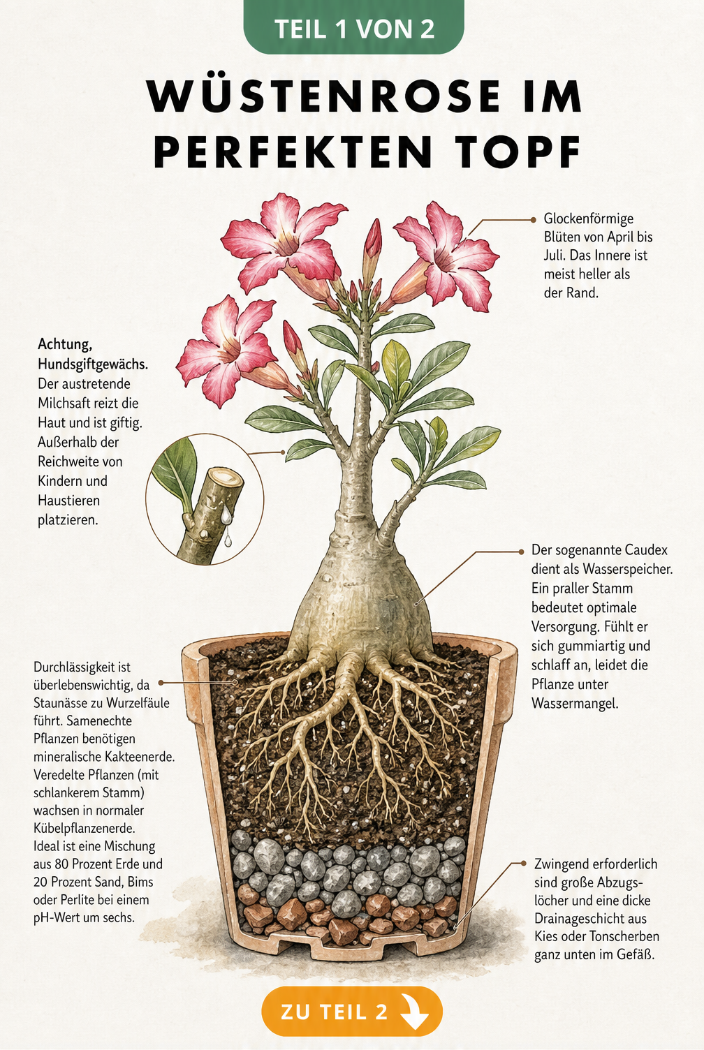 Querschnitt einer Wüstenrose im Topf mit Beschriftung von Blüten, giftigem Milchsaft, wasserspeicherndem Caudex und durchlässigem Substrat mit Drainageschicht.