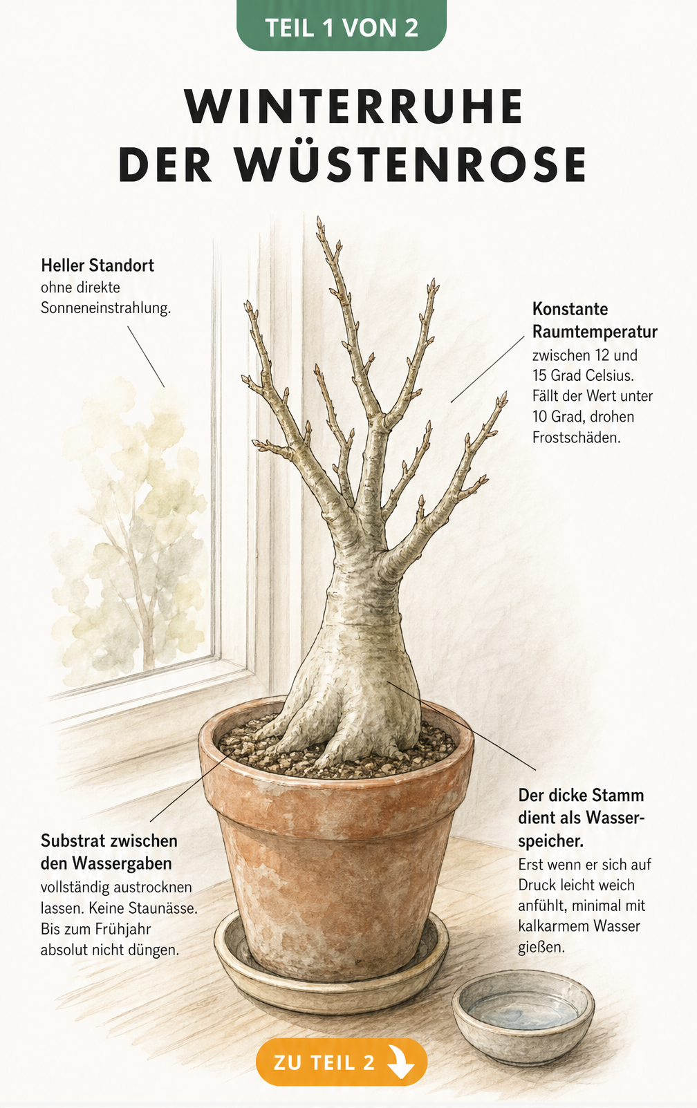 Botanische Illustration einer blattlosen Wüstenrose im Tontopf auf einer Fensterbank mit Hinweisen zur Winterruhe, Temperatur und Bewässerung.