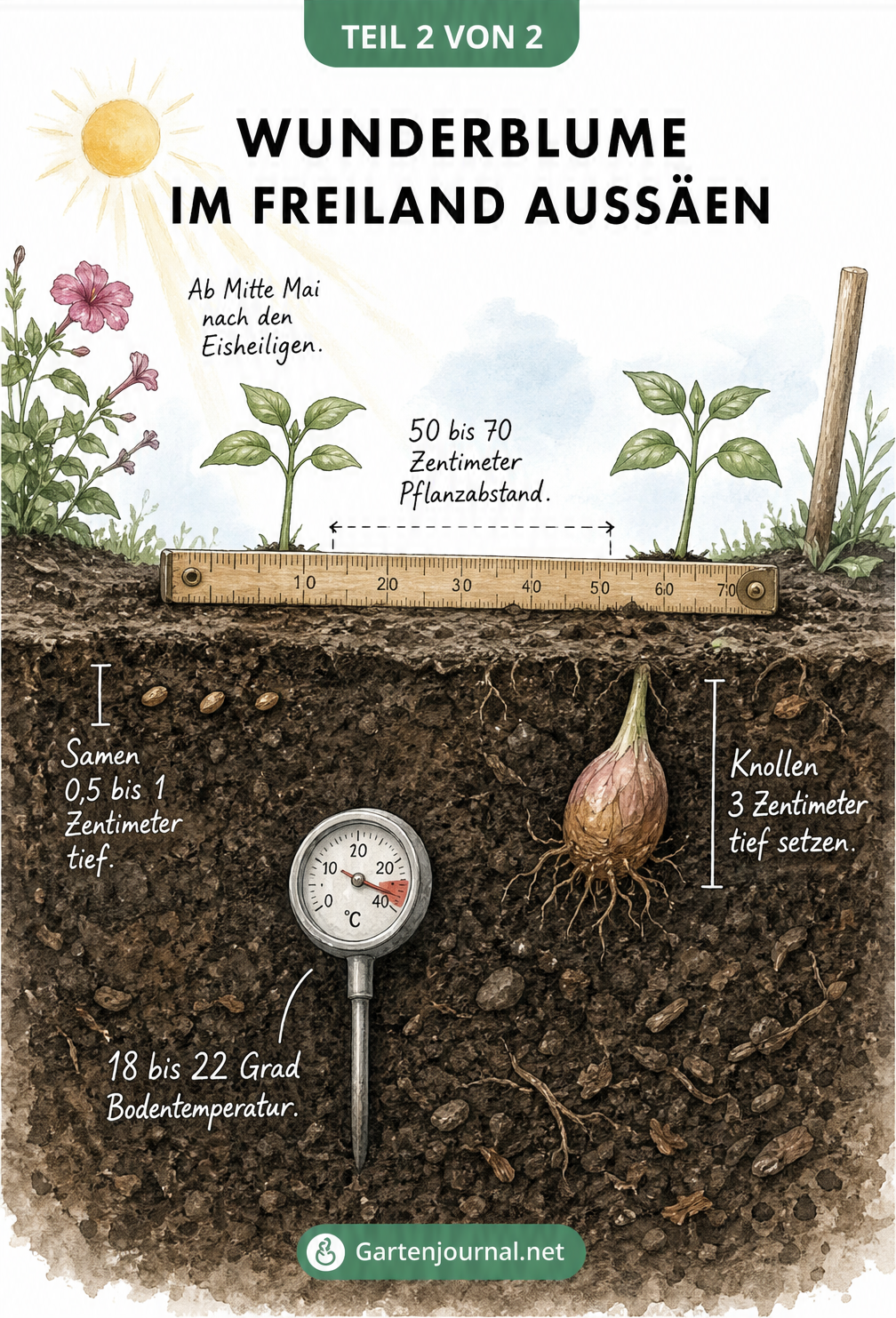 Querschnitt eines Gartenbeets, der die Direktsaat von Samen und das Setzen von Knollen der Wunderblume im Freiland zeigt.
