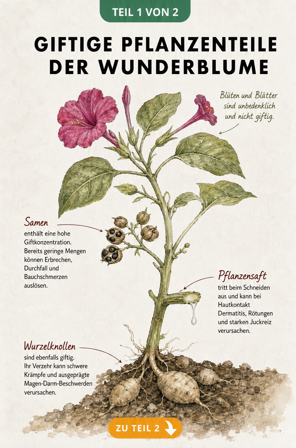 Botanische Illustration der Wunderblume mit Markierung der giftigen Pflanzenteile wie Samen und Wurzelknollen