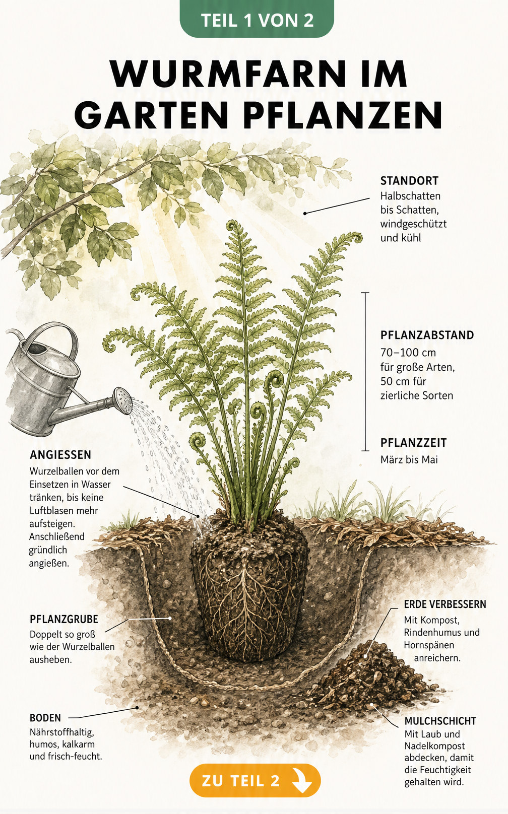 Botanische Illustration eines jungen Wurmfarns beim Einpflanzen in den Gartenboden mit Hinweisen zu Standort und Pflanzabstand