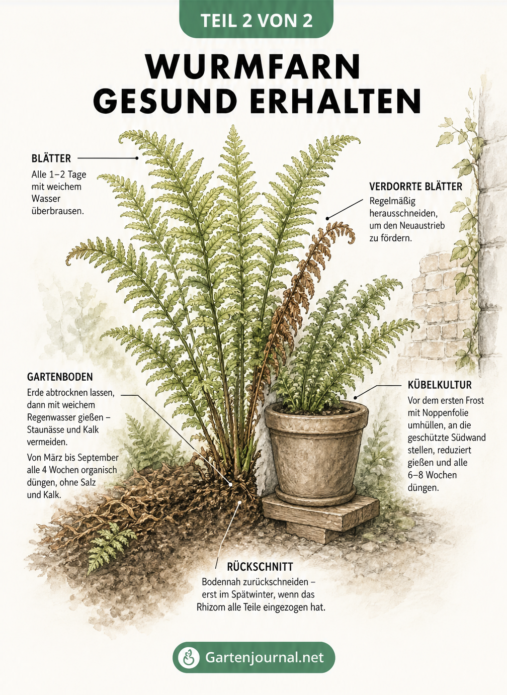 Illustration eines ausgewachsenen Wurmfarns mit Pflegetipps zu Gießen, Düngen, Rückschnitt und Überwinterung im Kübel