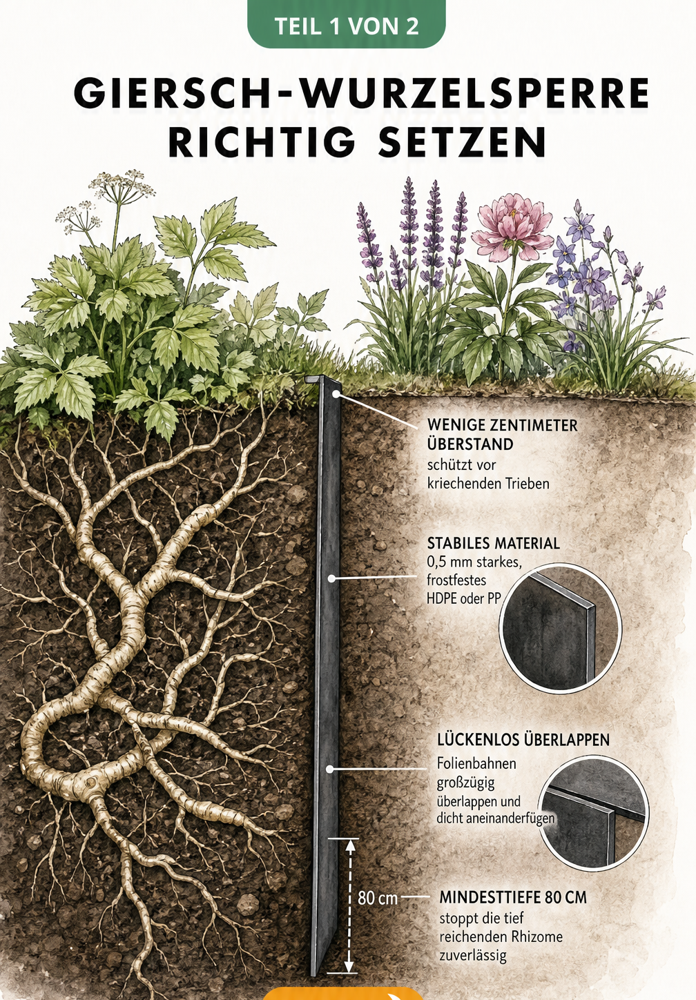 Querschnitt durch ein Gartenbeet mit einer Wurzelsperre gegen Giersch, die 80 cm tief eingegraben ist und leicht übersteht.