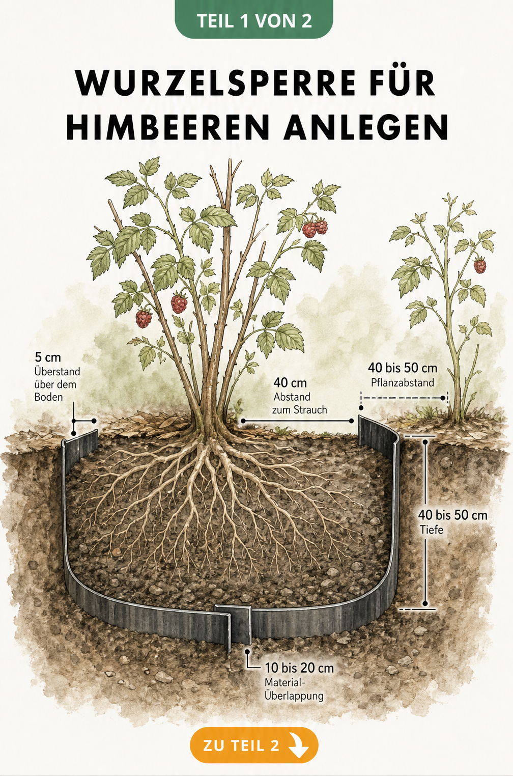 Botanischer Querschnitt einer Himbeerpflanze mit eingezeichneter Wurzelsperre und Maßangaben