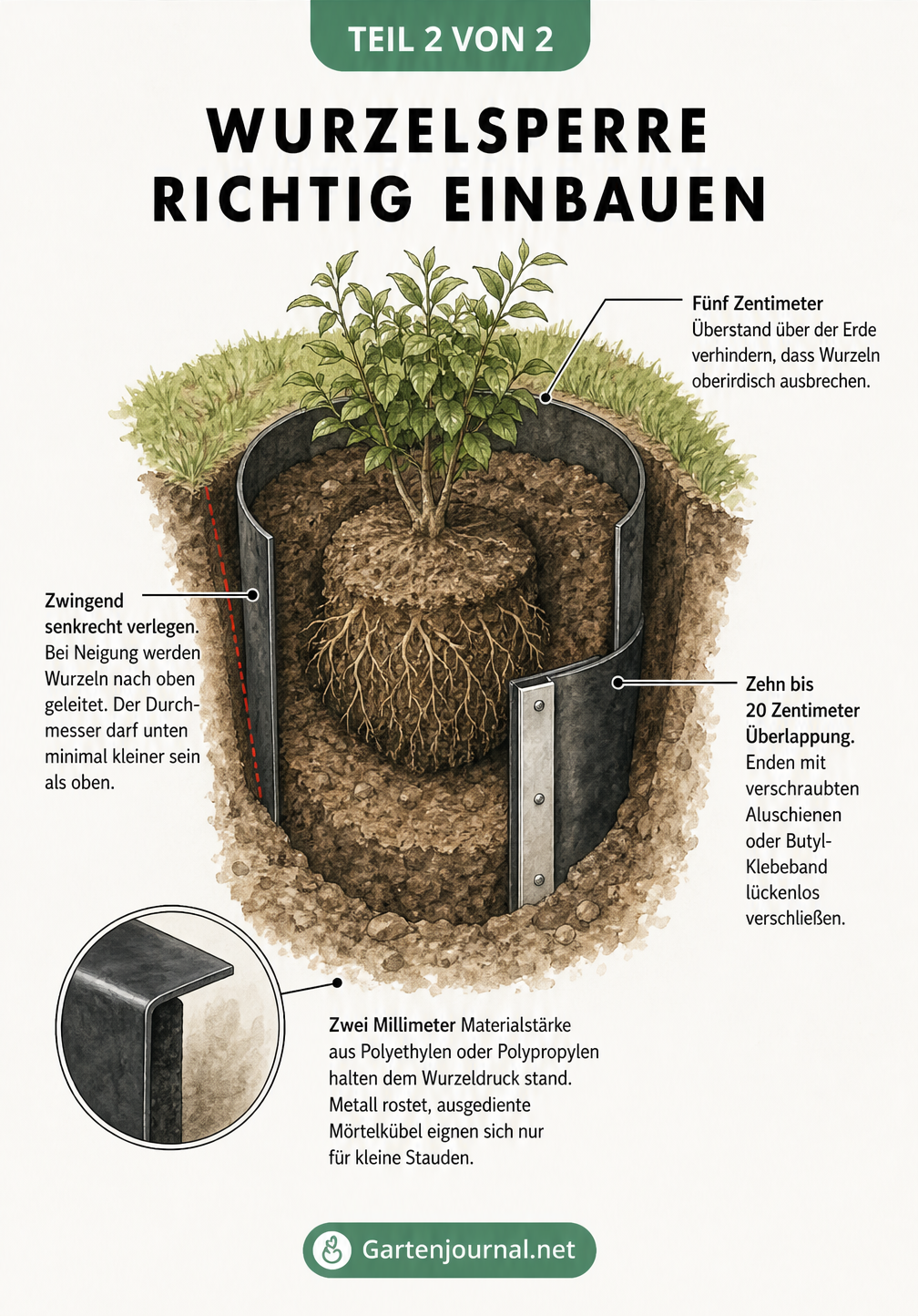Isometrische Zeichnung eines Pflanzlochs, die den korrekten Einbau einer Wurzelsperre mit Überstand, senkrechter Ausrichtung und verschraubter Überlappung...