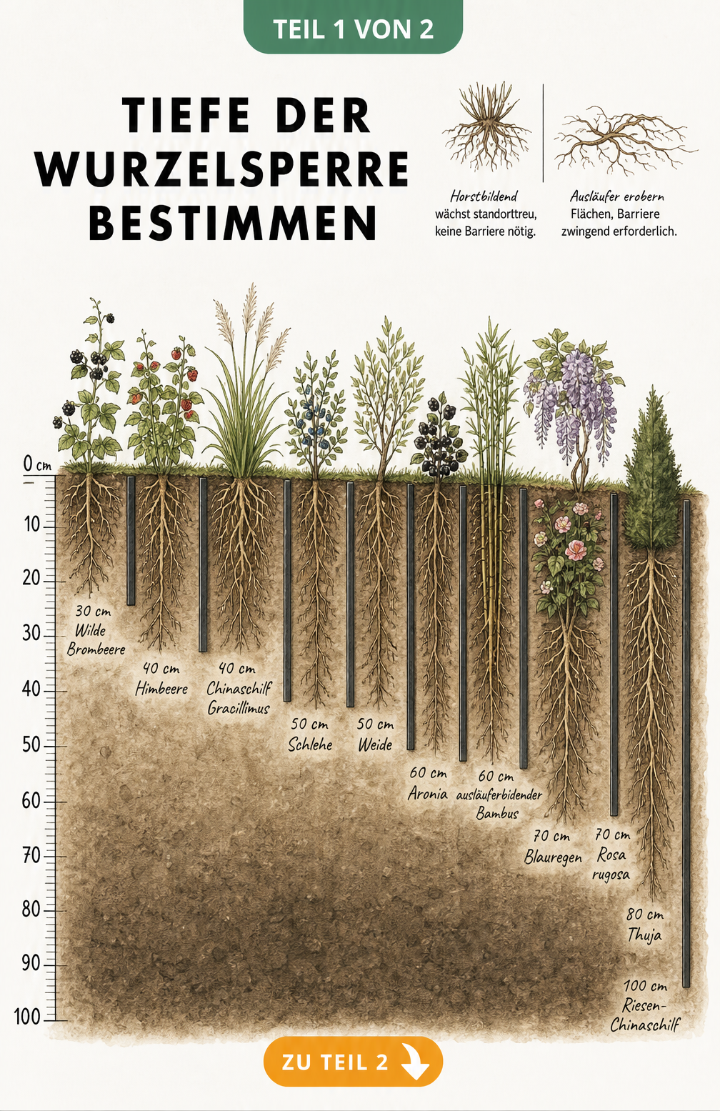 Illustration eines Erdschnitts, der die empfohlene Tiefe einer Wurzelsperre für verschiedene Pflanzen wie Himbeere, Bambus und Thuja zeigt.