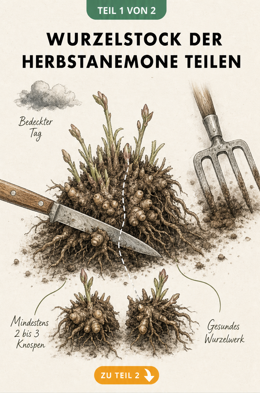 Wurzelstock der Herbstanemone teilen als Infografik