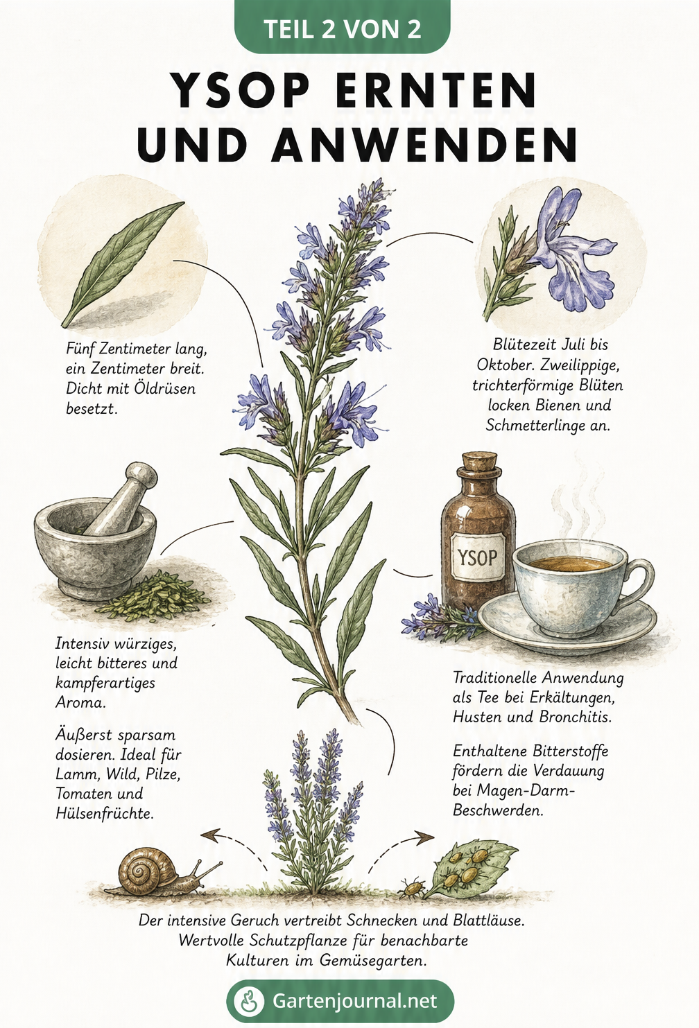 Illustration eines blühenden Ysop-Zweigs mit Details zu Blättern, Blüten, Küchennutzung und Heilwirkung