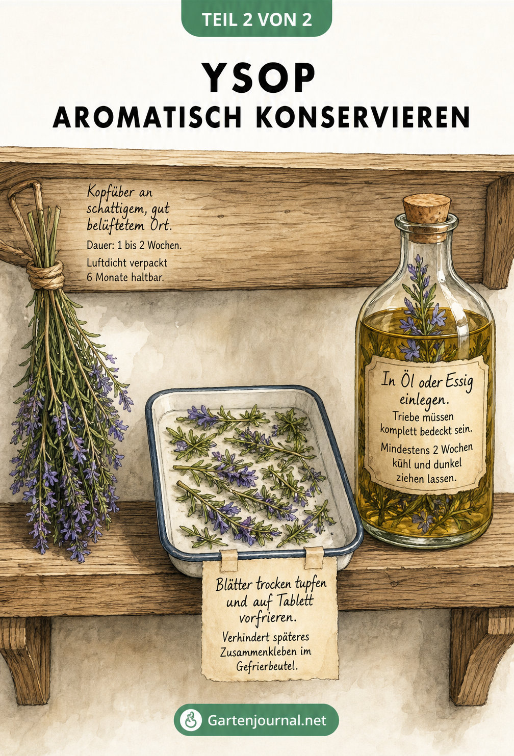 Illustration verschiedener Methoden zur Konservierung von Ysop: Trocknen, Einfrieren und Einlegen in Öl