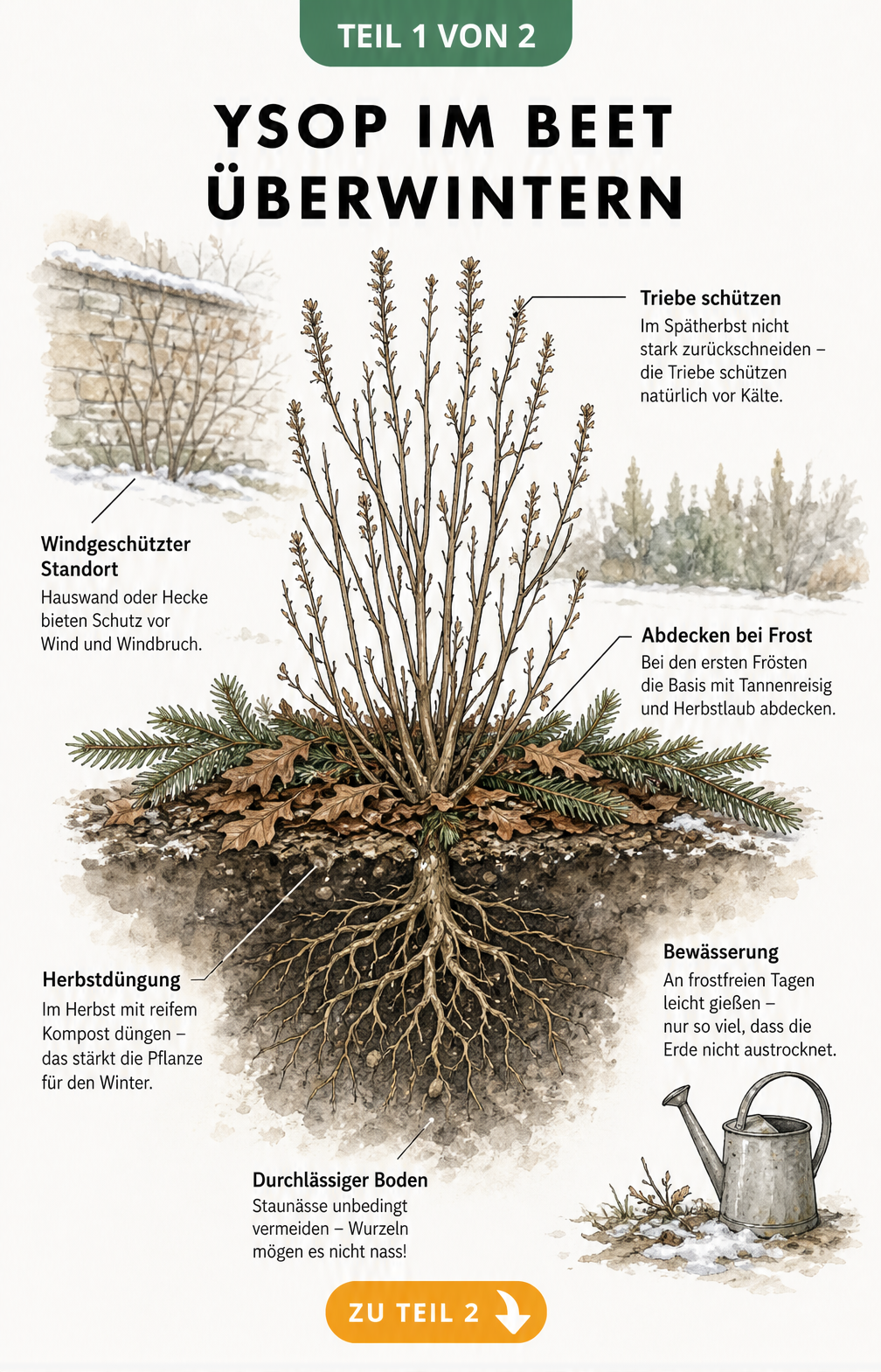 Botanische Schnittzeichnung eines Ysop-Strauchs im winterlichen Gartenboden mit Hinweisen zum Winterschutz