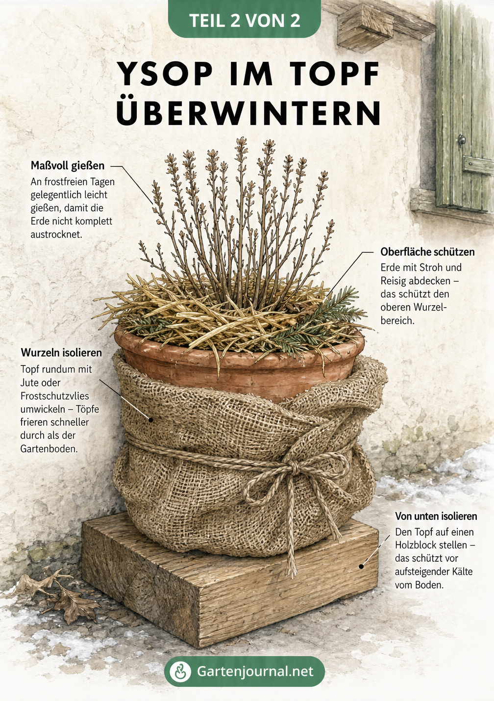 Illustration eines bepflanzten Terrakotta-Topfes mit Ysop, eingewickelt in Jute und abgedeckt mit Stroh