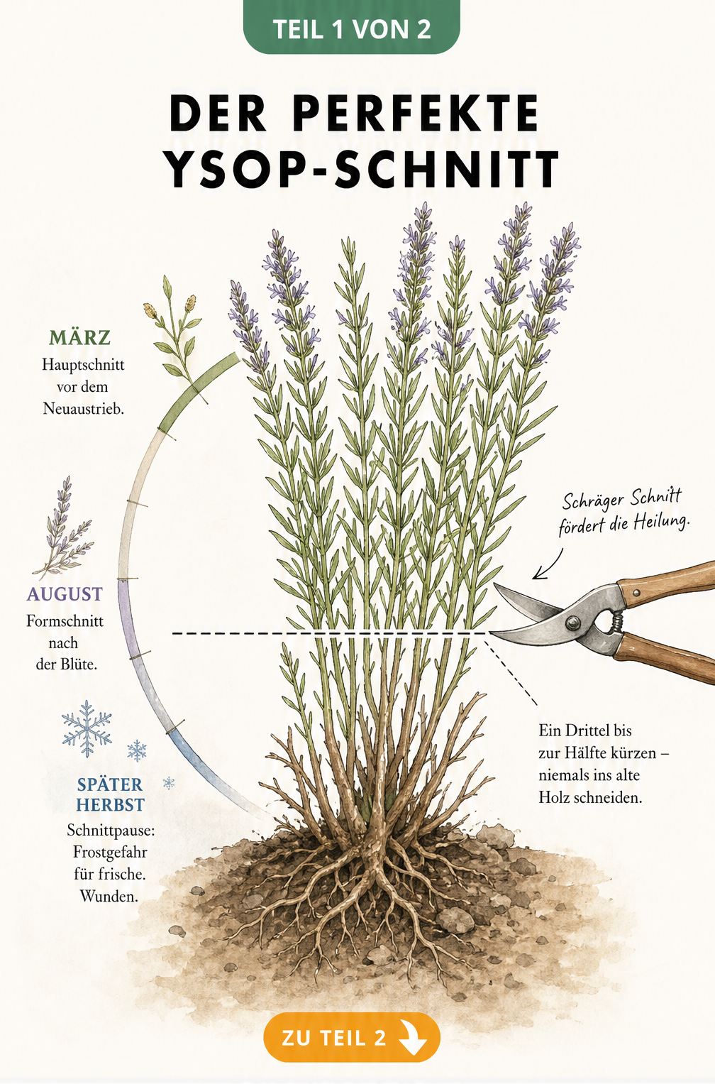 Botanische Illustration einer Ysop-Pflanze im Querschnitt mit Gartenschere und Markierungen für den richtigen Schnittwinkel und die Schnitthöhe
