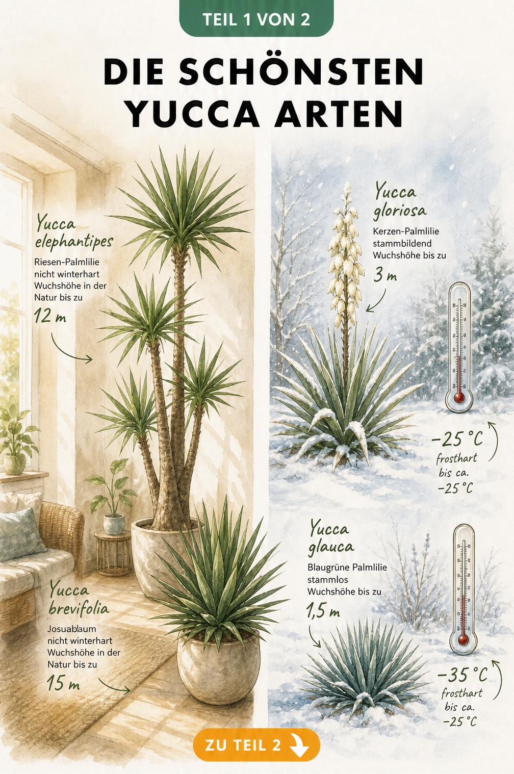 Illustration von Yucca-Arten im Wohnzimmer und im verschneiten Garten mit Wuchshöhen und Frosttoleranz
