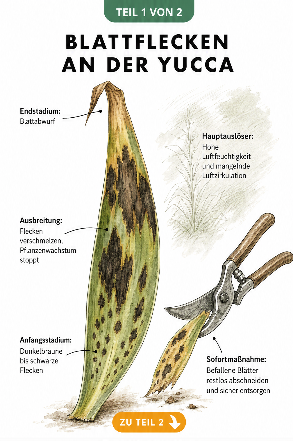 Illustration eines Yucca-Blattes mit braunen und schwarzen Flecken in verschiedenen Stadien der Blattfleckenkrankheit sowie einer Gartenschere