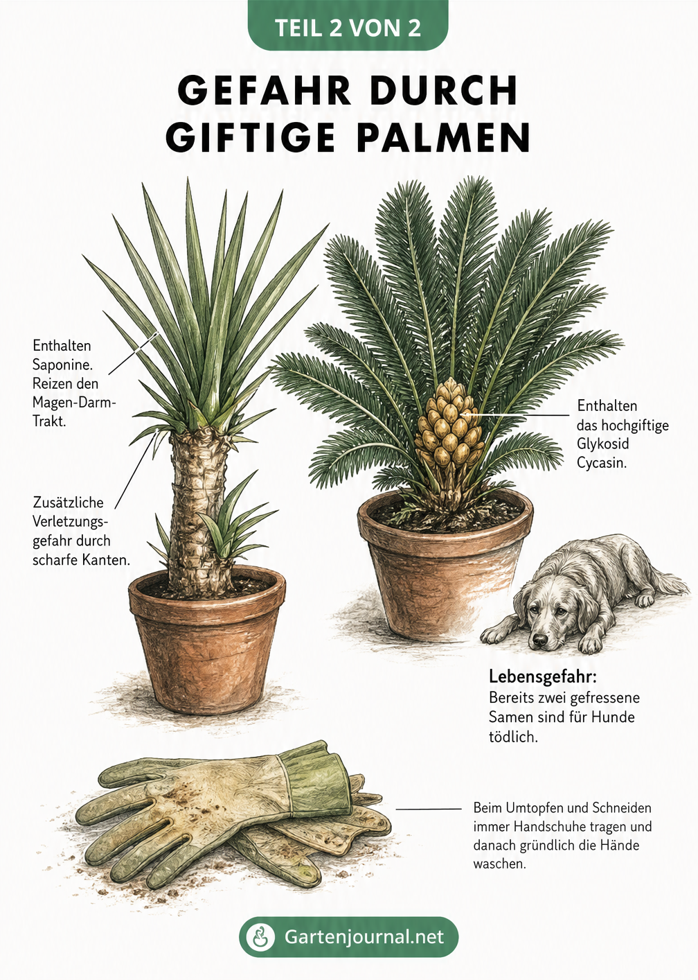 Detaillierte anatomische Zeichnung der Yucca-Palme und Cycas-Palme mit Hinweisen auf giftige Pflanzenteile und Schutzmaßnahmen.