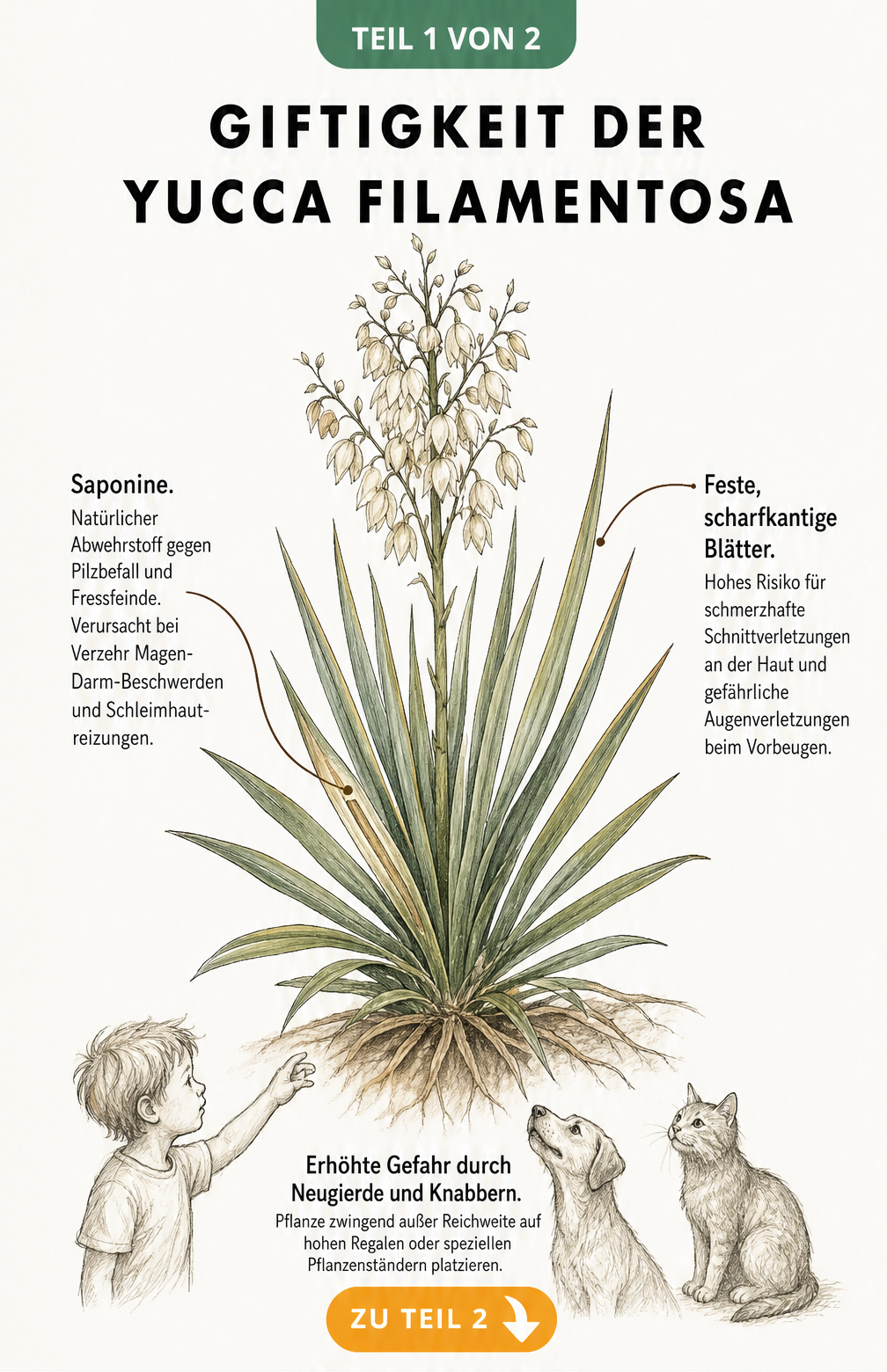 Botanische Zeichnung der Yucca filamentosa mit Hinweisen auf Saponine und scharfe Blätter