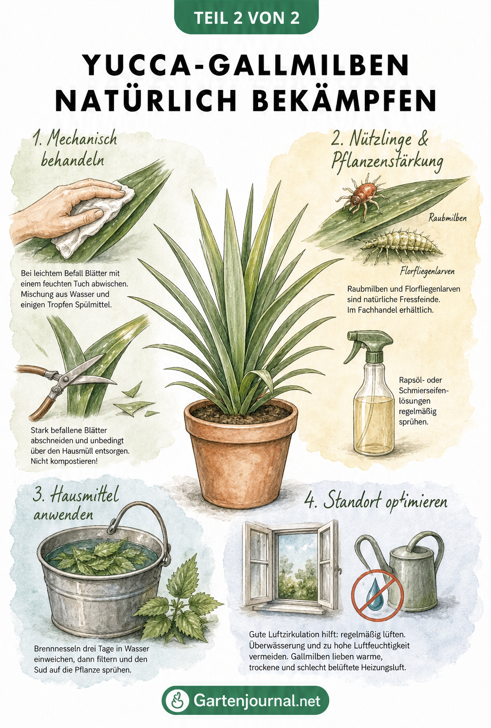 Skizzenhafte Darstellung einer Yucca-Pflanze mit Anleitungen zur mechanischen und biologischen Bekämpfung von Gallmilben sowie Hausmitteln.