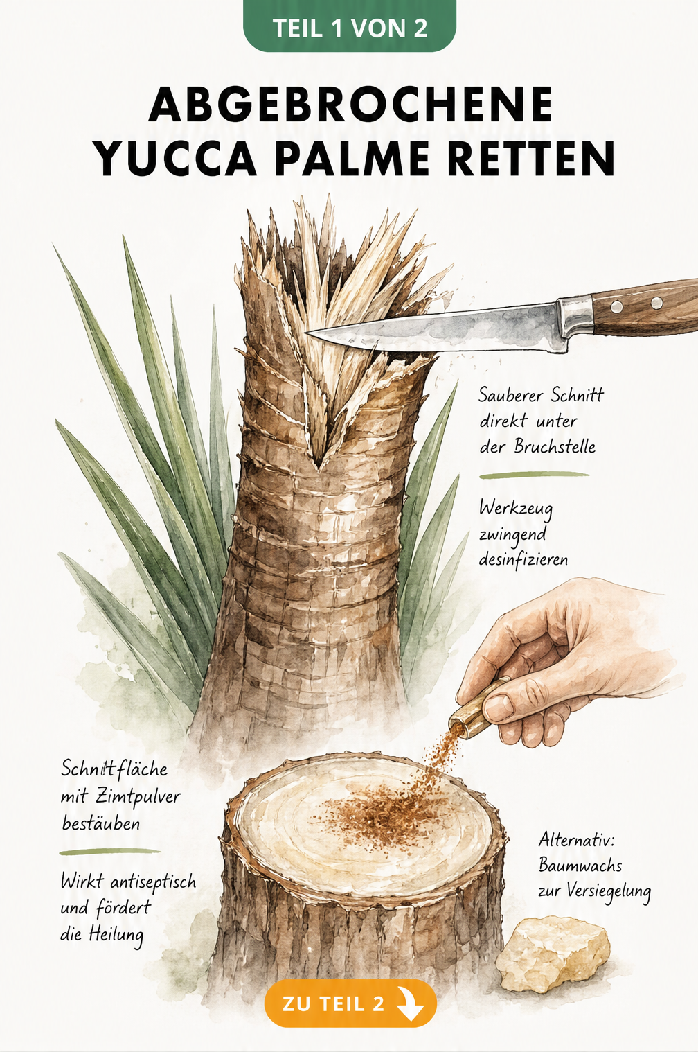 Illustration eines abgebrochenen Yucca-Palmen-Stamms, der mit einem Messer sauber abgeschnitten und mit Zimtpulver bestäubt wird
