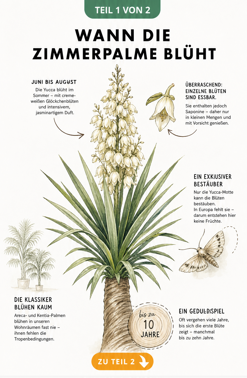 Botanische Illustration einer blühenden Yucca-Palme mit Details zu Blütezeit, essbaren Blüten und der Yucca-Motte als Bestäuber.