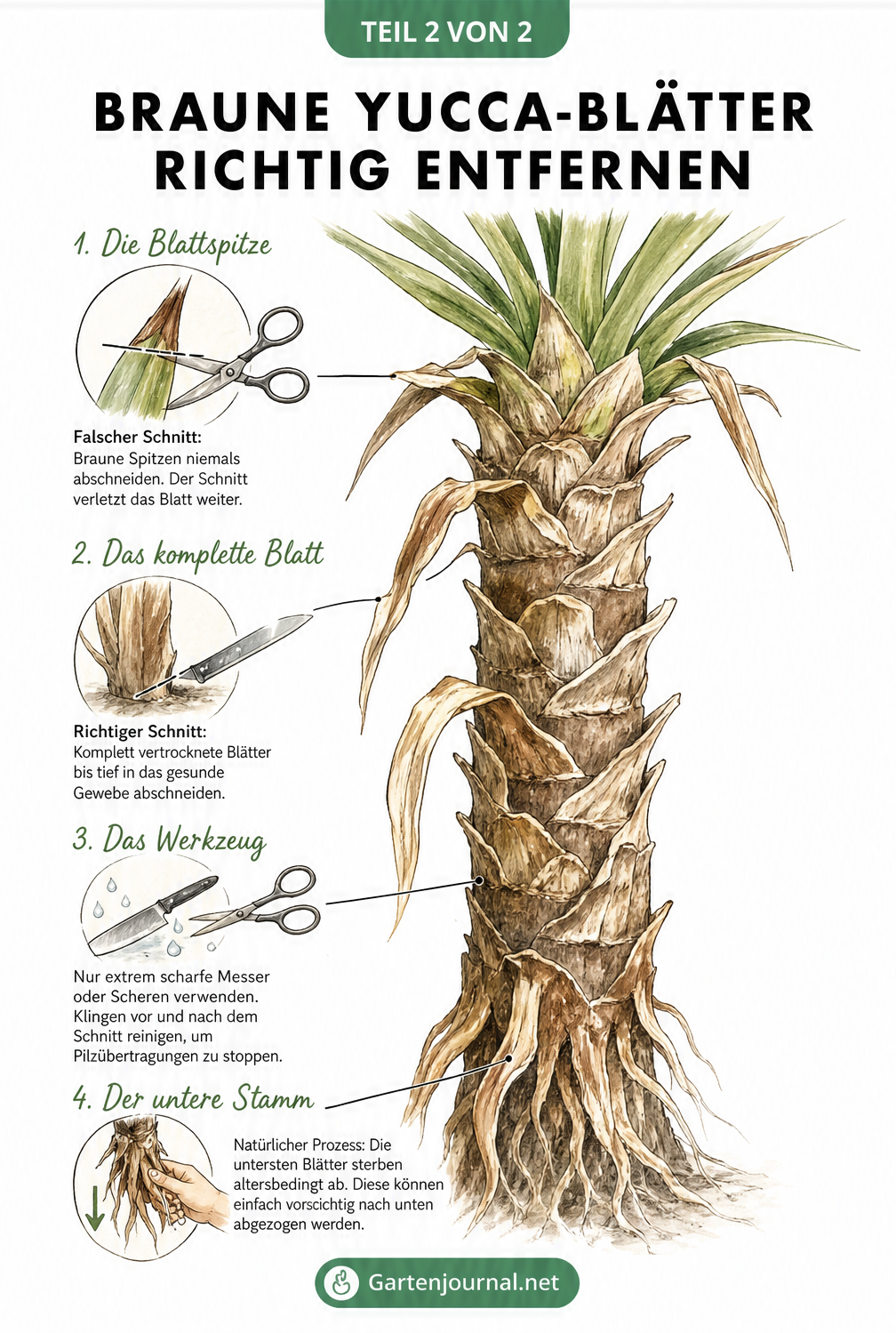 Detailzeichnung zum richtigen Abschneiden von braunen und vertrockneten Blättern an einer Yucca-Palme