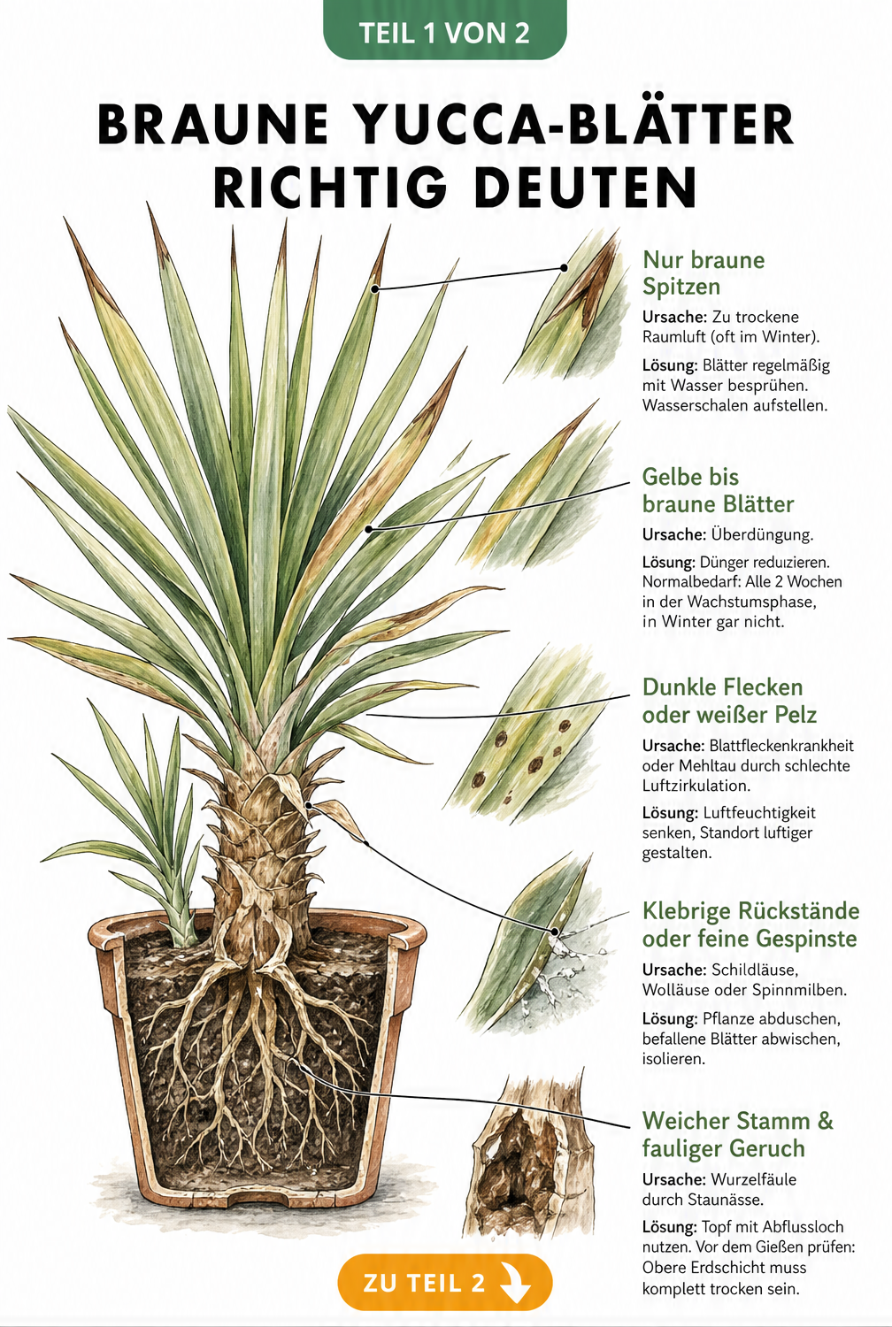 Illustration einer Yucca-Palme im Querschnitt mit Erklärungen zu braunen Blättern, Flecken und Wurzelfäule