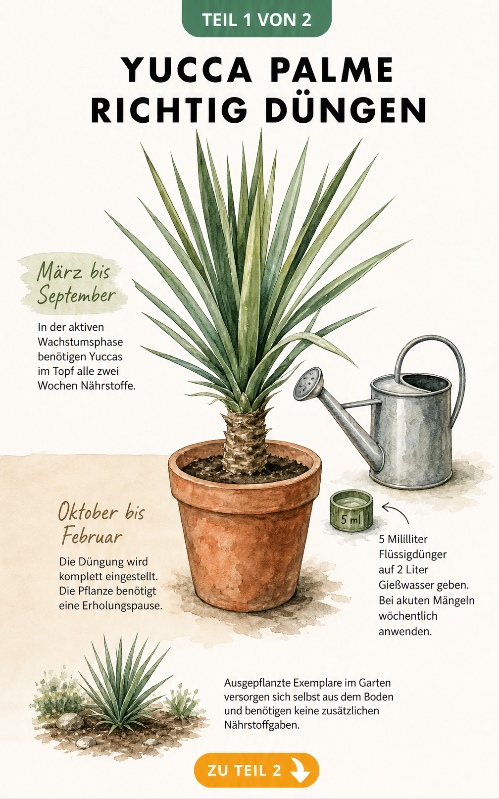 Botanische Illustration einer Yucca Palme im Terrakotta-Topf mit Düngehinweisen für Wachstums- und Ruhephase