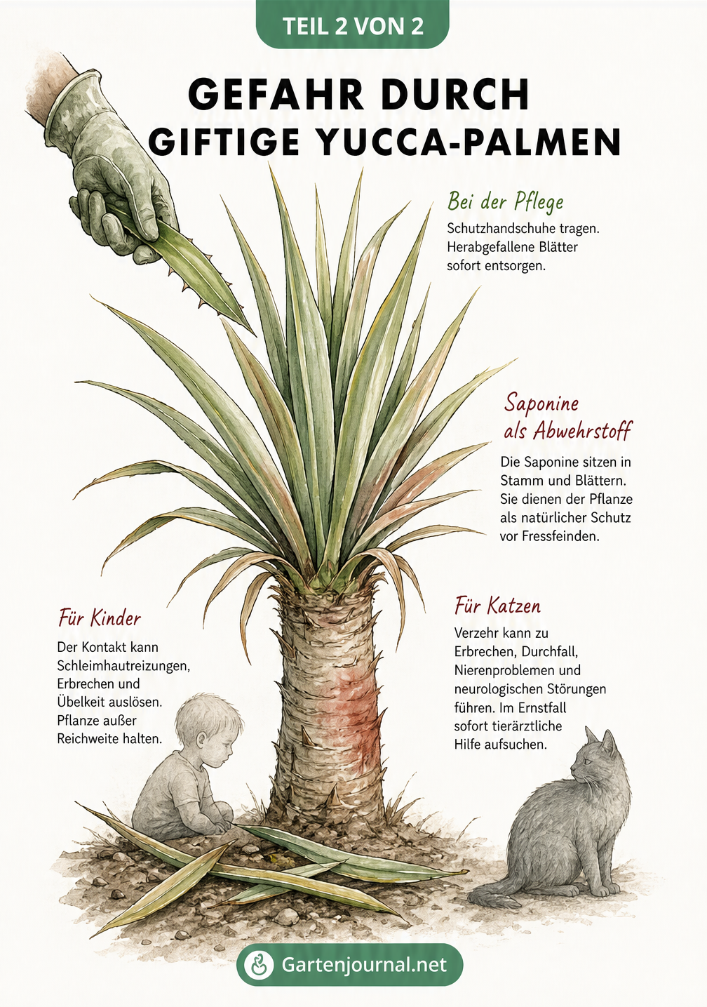 Detailzeichnung einer Yucca-Palme mit Markierungen zu giftigen Saponinen und Gefahren für Kinder und Katzen