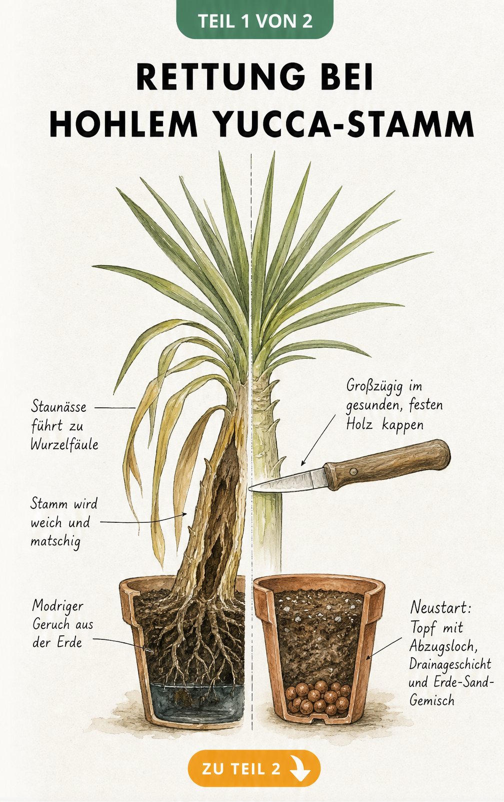 Querschnitt einer kranken Yucca-Palme mit hohlem Stamm durch Staunässe und Darstellung des Rettungsschnitts im gesunden Holz