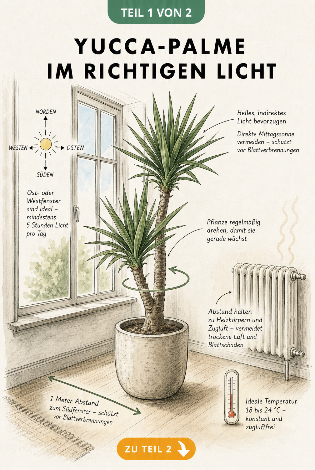 Architekturskizze eines Raumes mit einer Yucca-Palme am Fenster, die den idealen Abstand, Lichteinfall und Temperatur zeigt