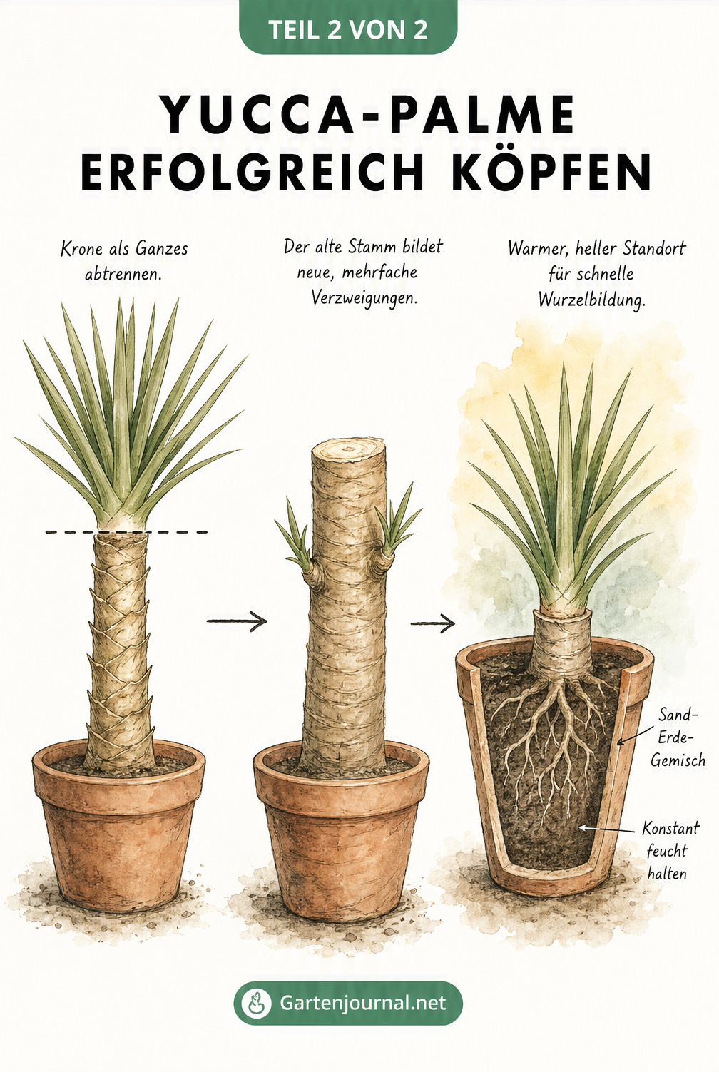 Illustration einer Yucca-Palme, die geköpft wird, woraufhin der alte Stamm neu austreibt und die abgetrennte Krone als Steckling in einem Topf Wurzeln schlägt.