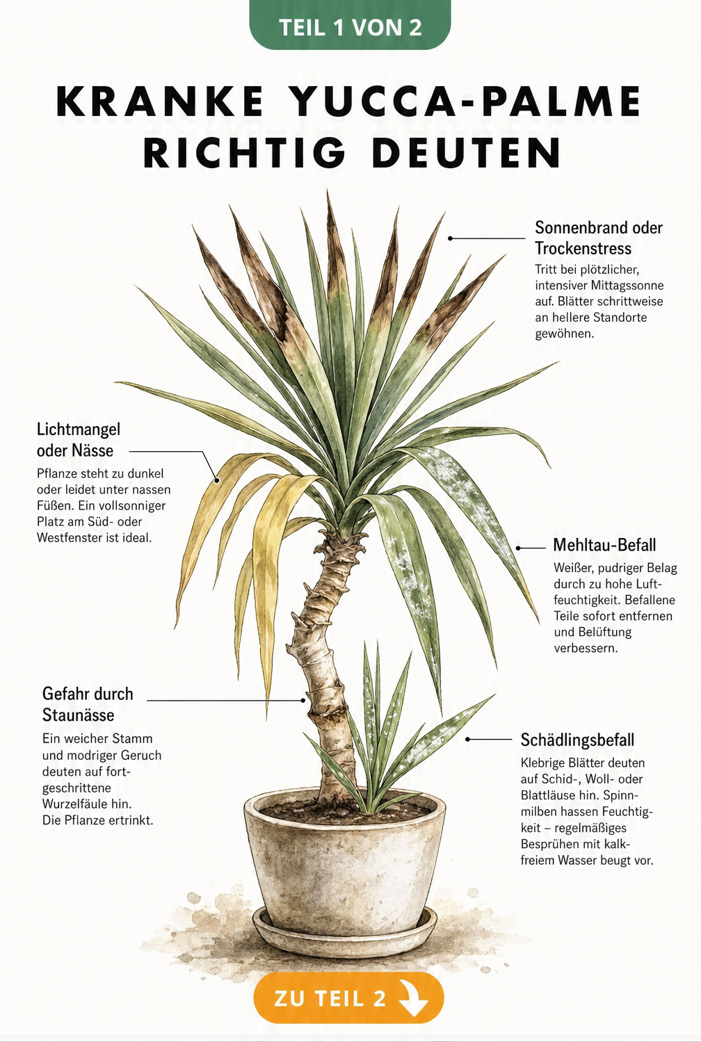 Botanische Illustration einer kranken Yucca-Palme mit Schadbildern wie braunen Spitzen, gelben Blättern und weichem Stamm