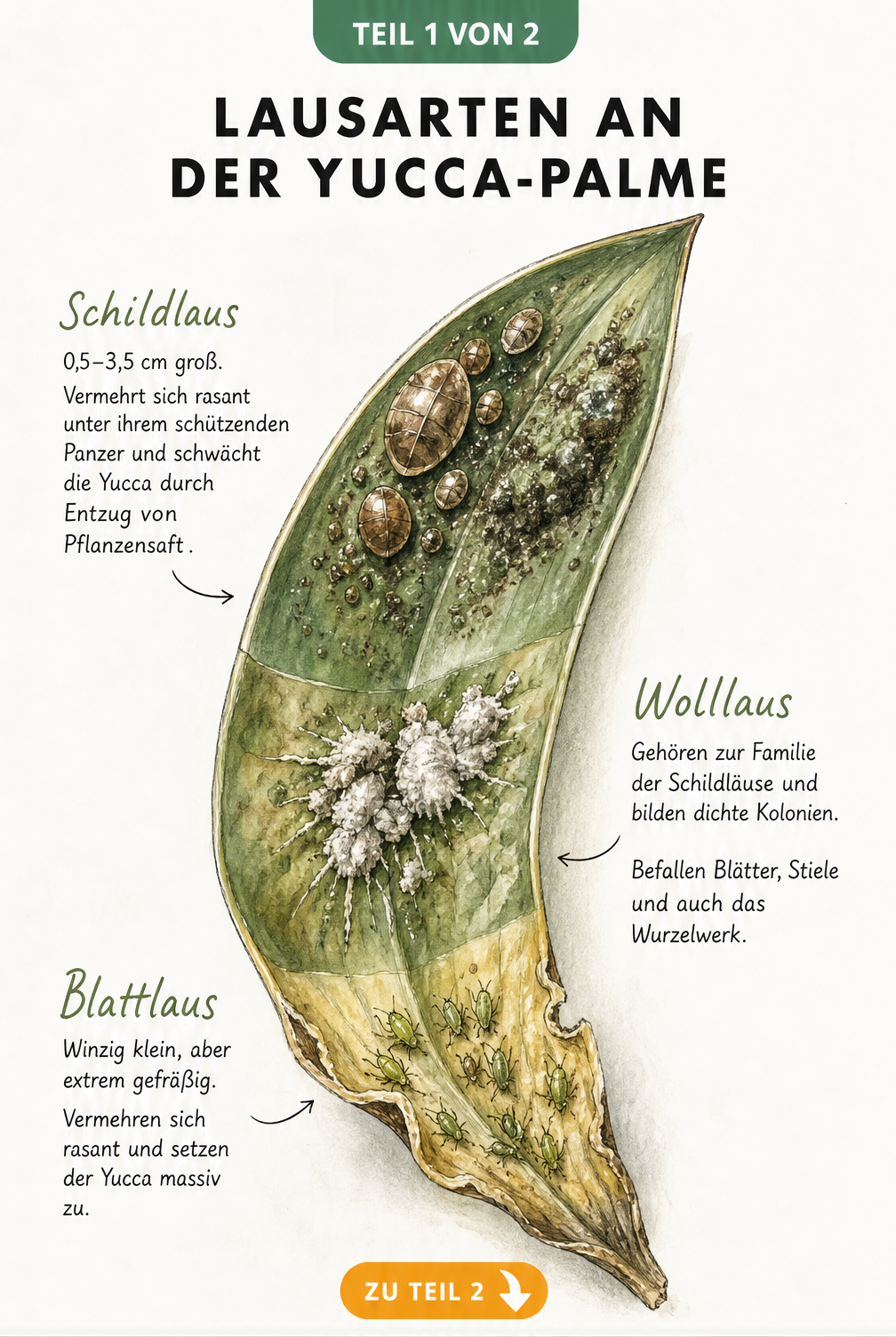 Illustration eines Yucca-Blattes mit Schildläusen, Wollläusen und Blattläusen