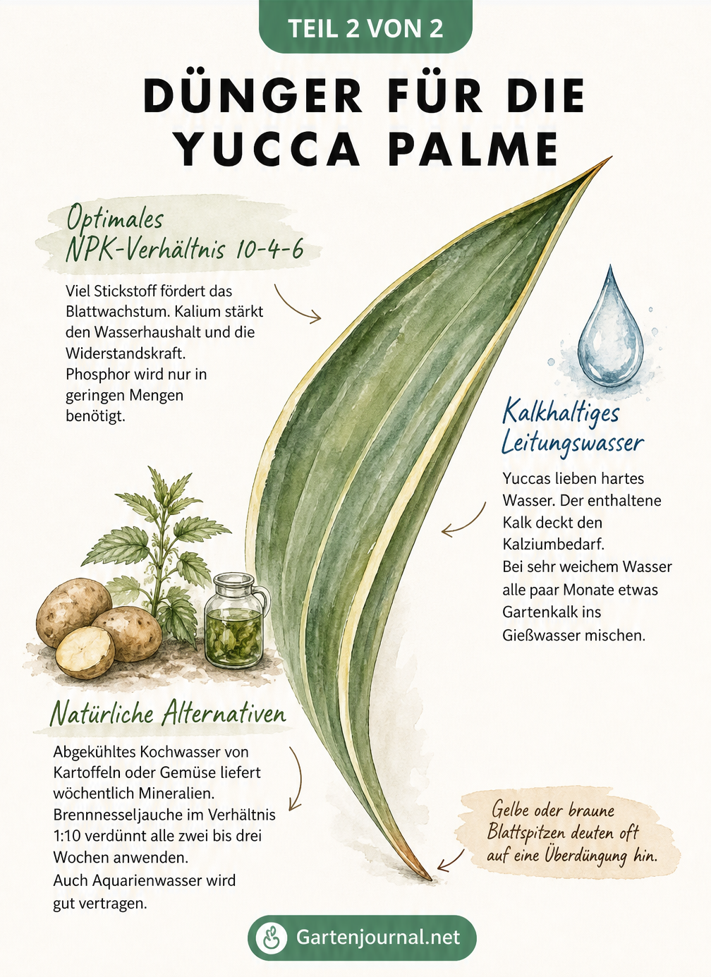 Nahaufnahme eines Yucca-Blattes mit Erklärungen zum NPK-Verhältnis und natürlichen Hausmitteln als Dünger
