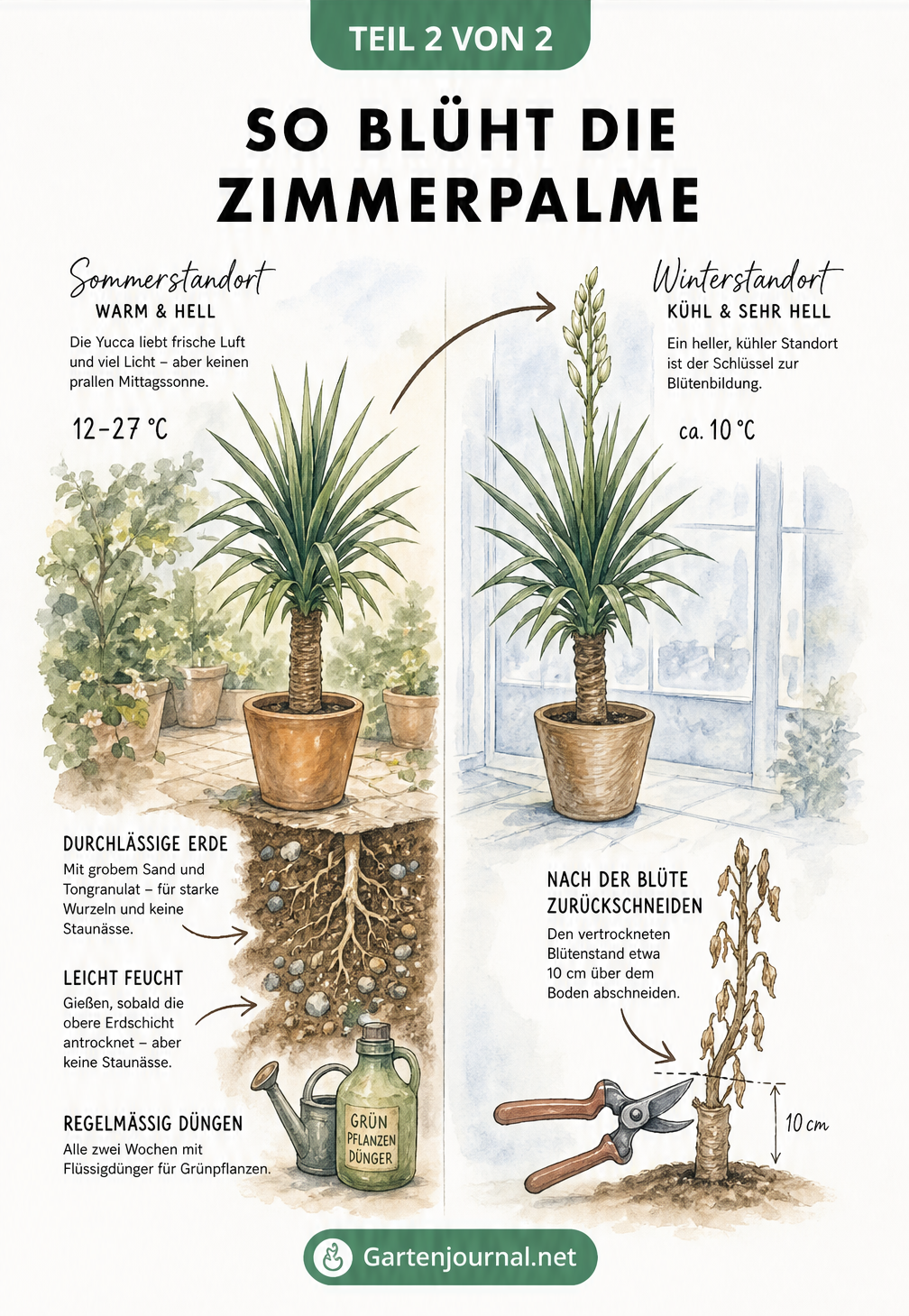 Zweigeteilte Grafik zur Pflege der Yucca-Palme: Sommerstandort im Freien und kühle Überwinterung bei 10 Grad zur Förderung der Blüte.