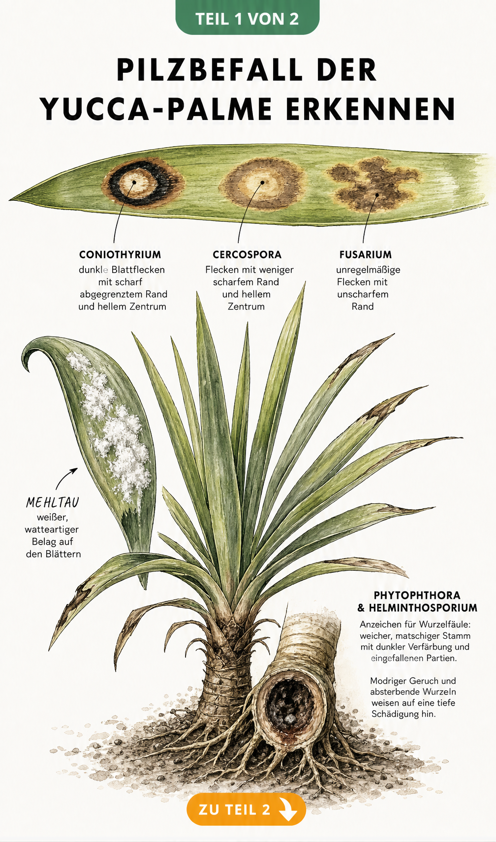 Botanische Illustration einer Yucca-Palme mit Symptomen von Pilzbefall wie Blattflecken durch Coniothyrium, Cercospora und Fusarium sowie Wurzelfäule am Stamm