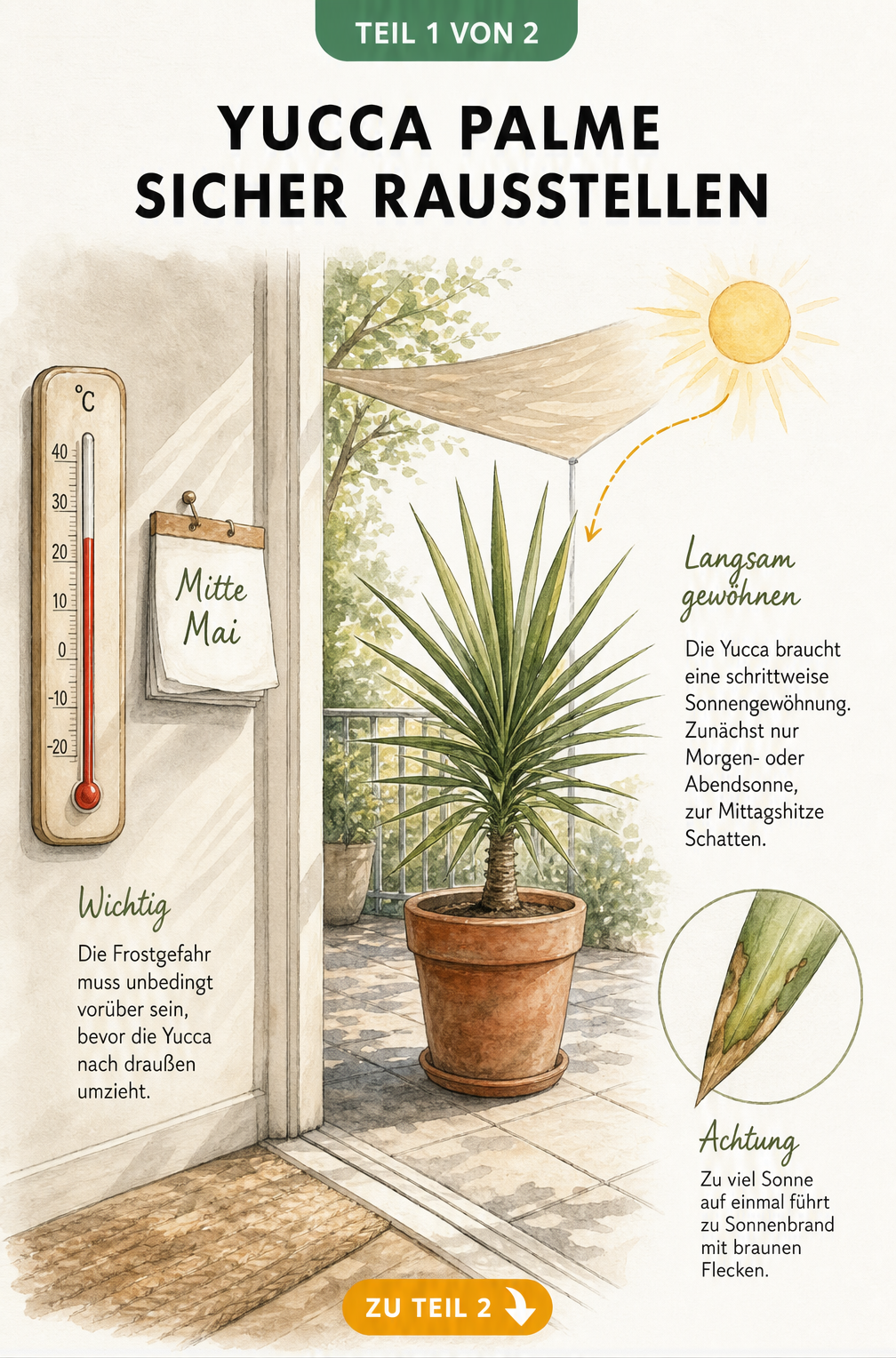 Illustration einer Yucca-Palme, die bei über 20 Grad Mitte Mai auf die Terrasse gestellt wird, mit Hinweis zur Sonnengewöhnung