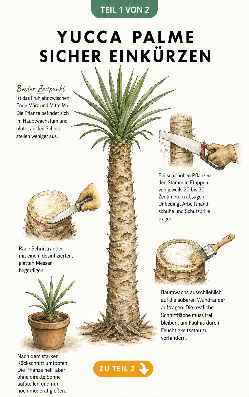 Botanische Illustration einer Yucca-Palme, die den Rückschnitt im Frühjahr, das Absägen des Stamms, das Glätten der Schnittränder und das Versiegeln mit...